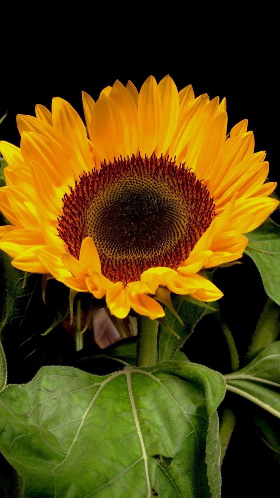 Girasole giallo sfondo nero, 1080x1920 Full HD Verticale, iPhone