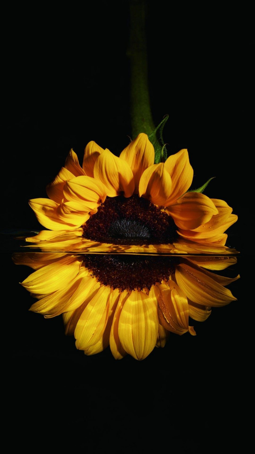 Girasole giallo riflesso su nero, 1080x1920 Verticale, Telefono