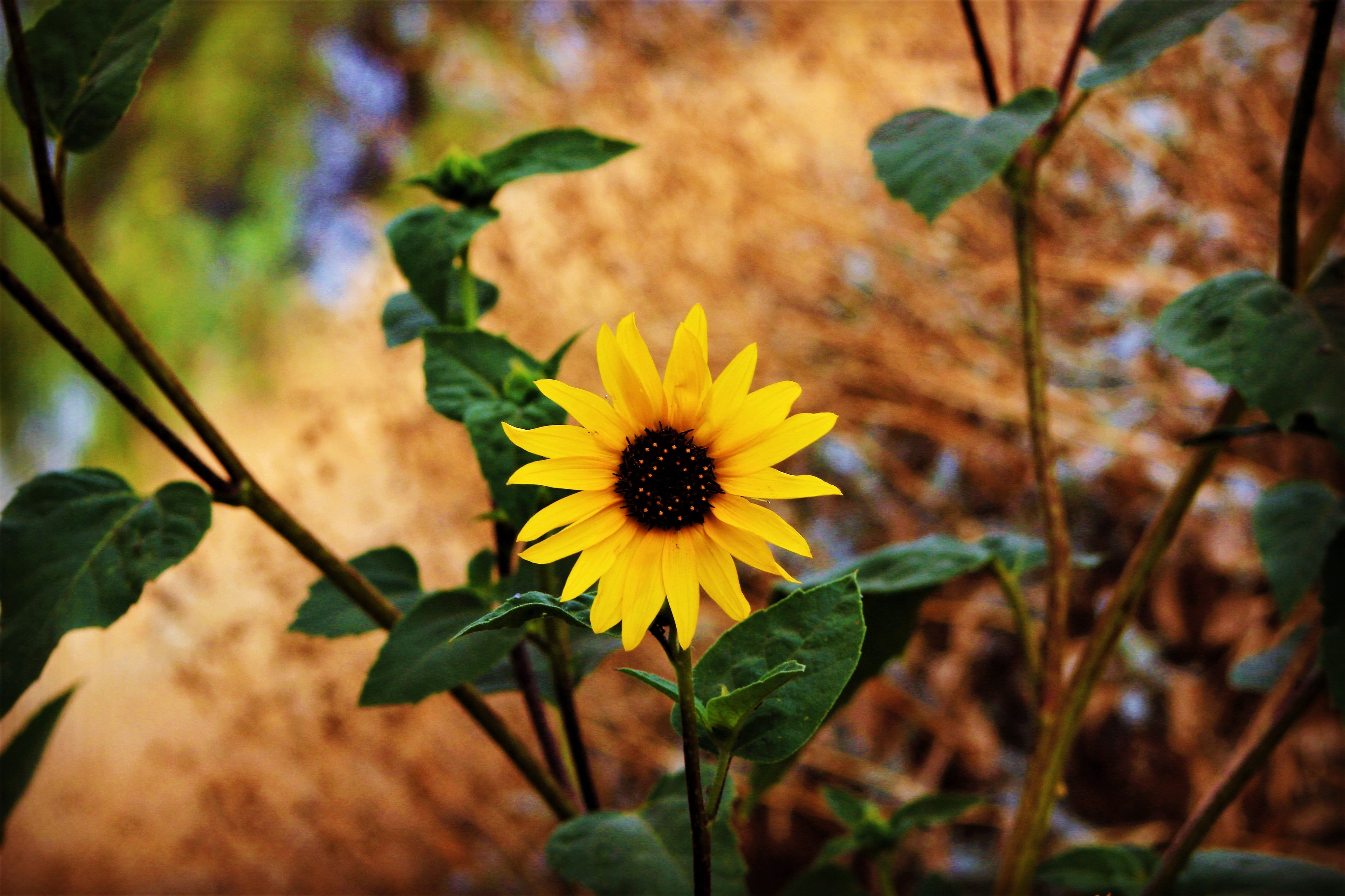 Girasole giallo con foglie verdi, 5184x3456 4K, Desktop 4K