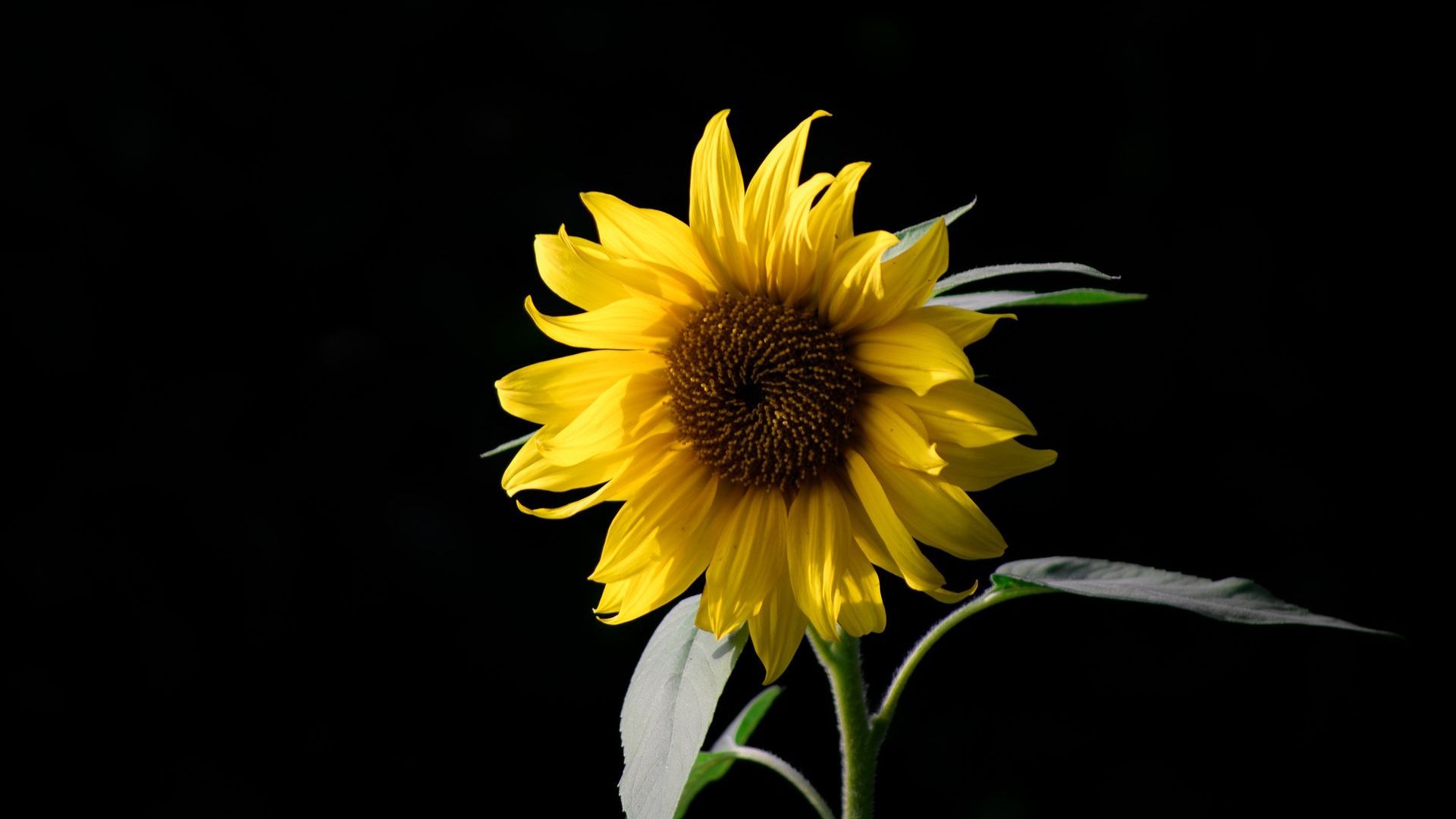Girasole giallo su nero, 1920x1080 Full HD 1080p, Desktop