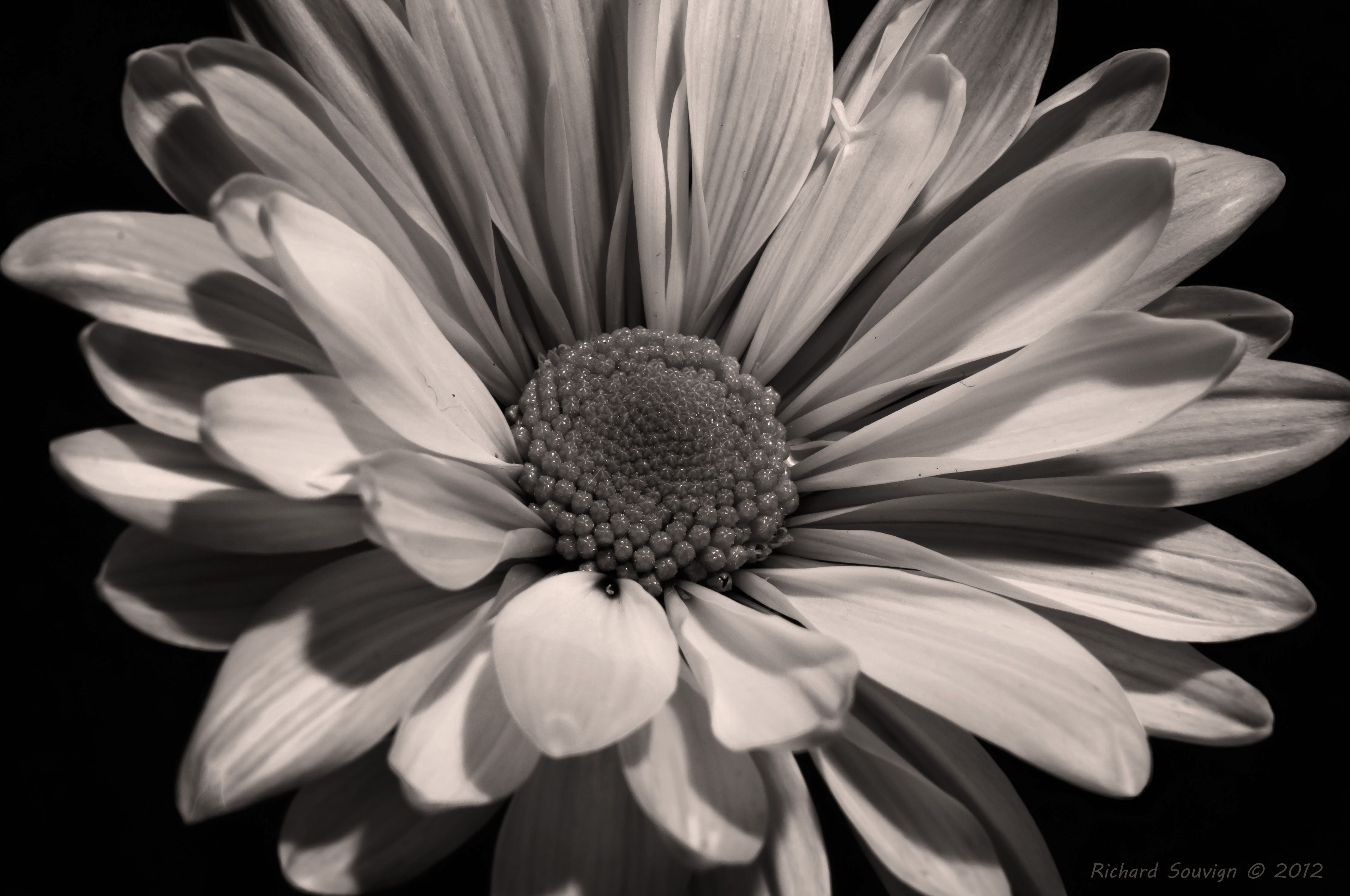 Fiore bianco e nero macro, 4288x2848 Ultra HD, 4K TV
