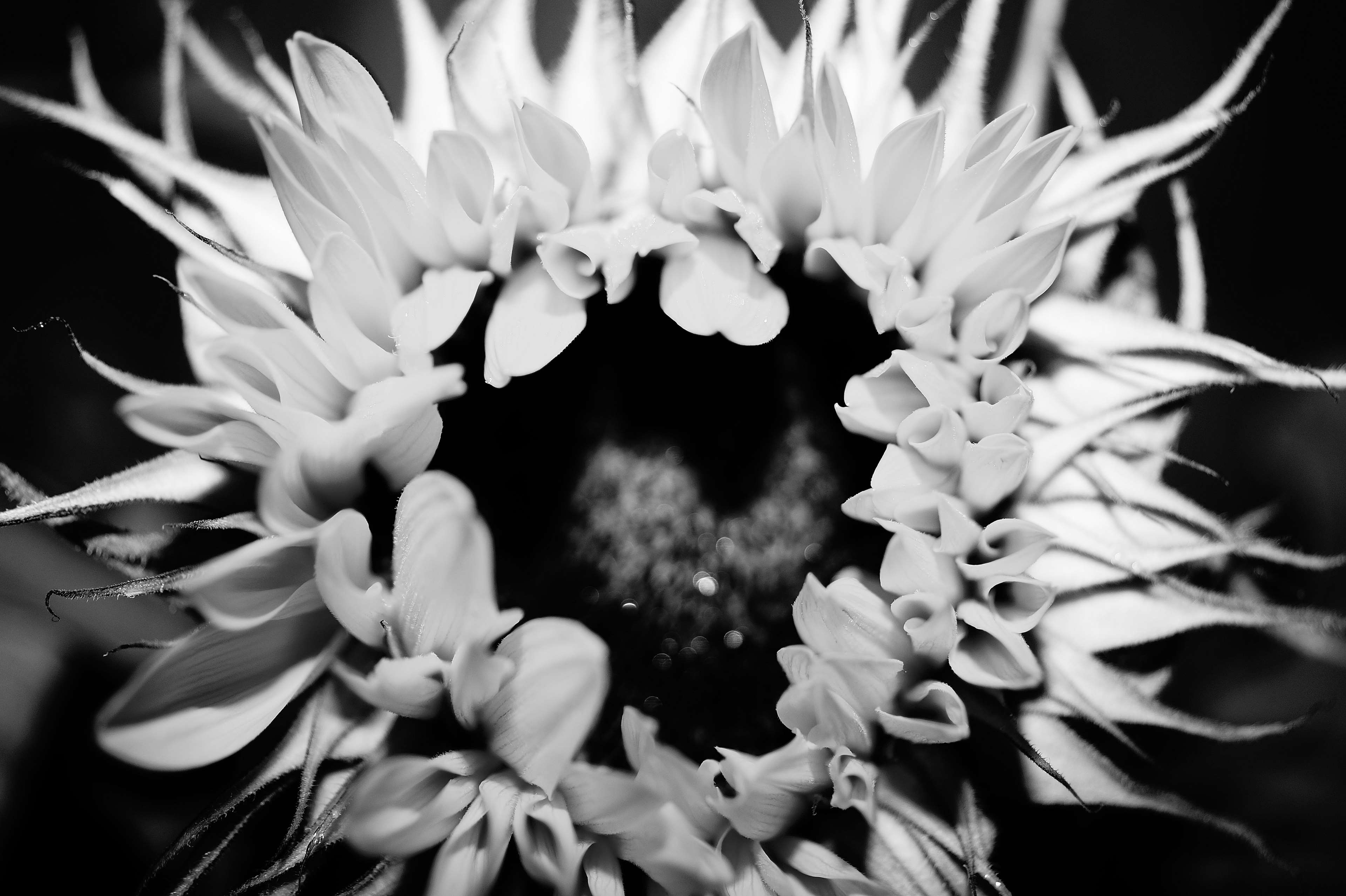 Girasole bianco e nero macro, 3840x2556 UHD, Monitor 4K