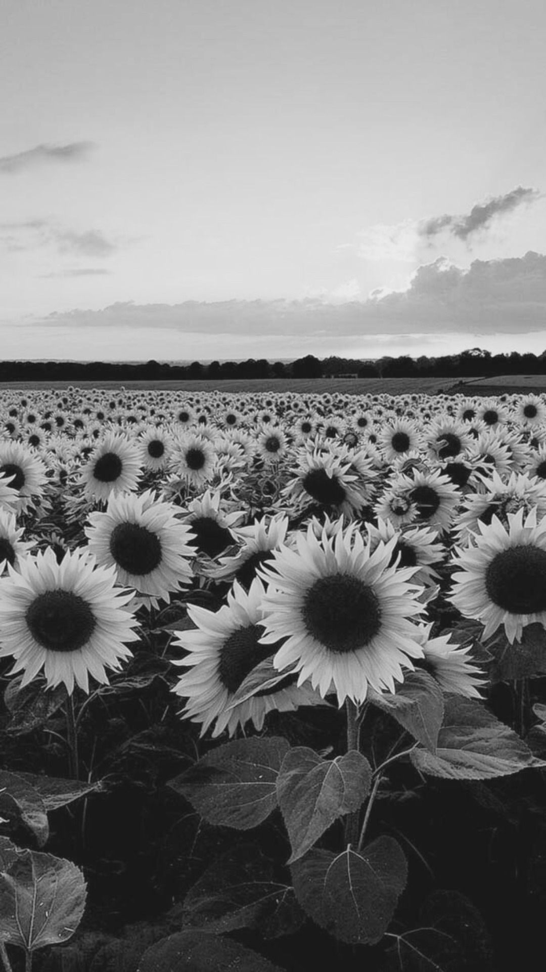 Campo di girasoli bianco e nero, 1080x1920 Verticale, Telefono