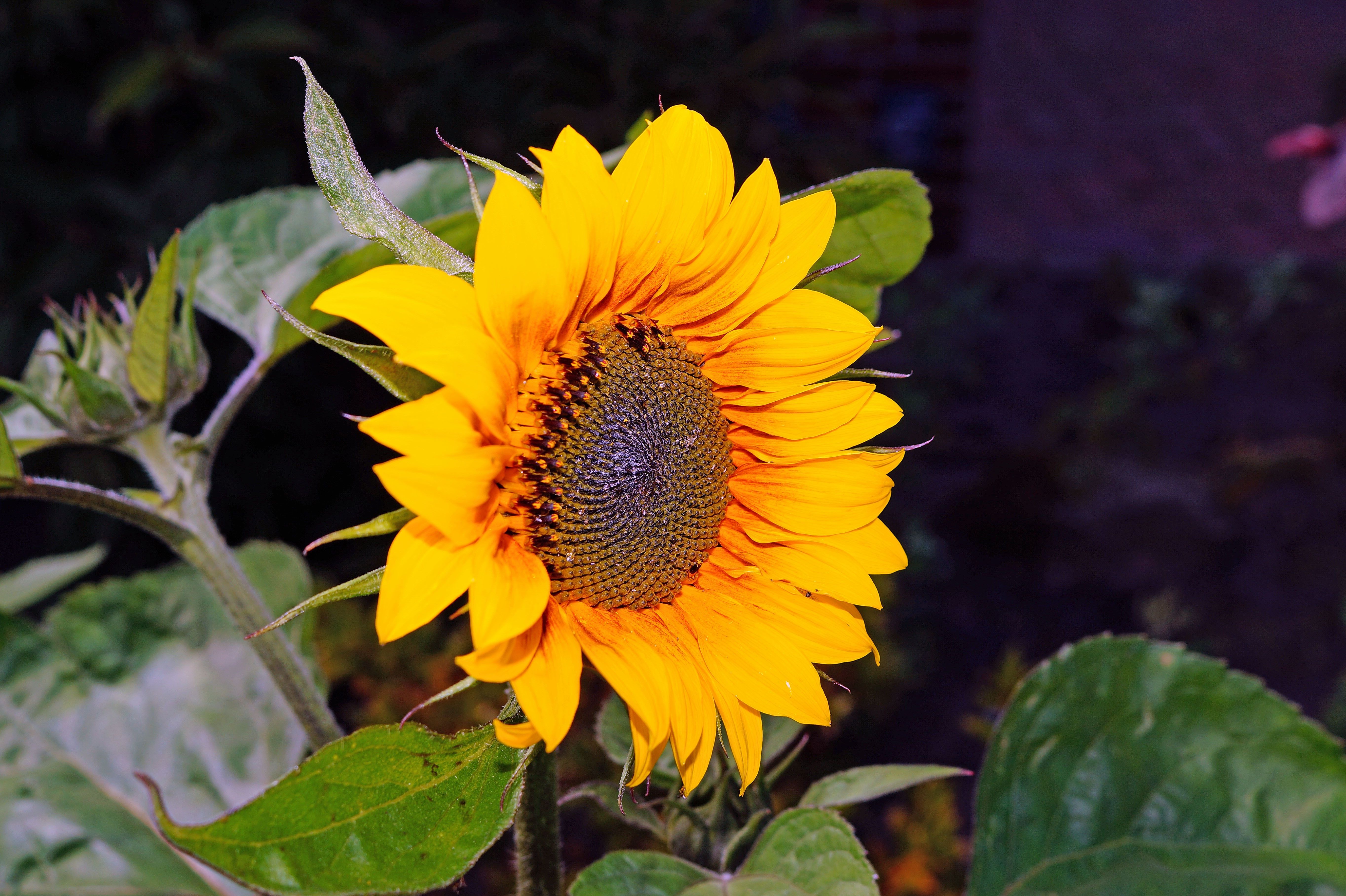 Farfalla su girasole giallo, 1153x769 HD, PC