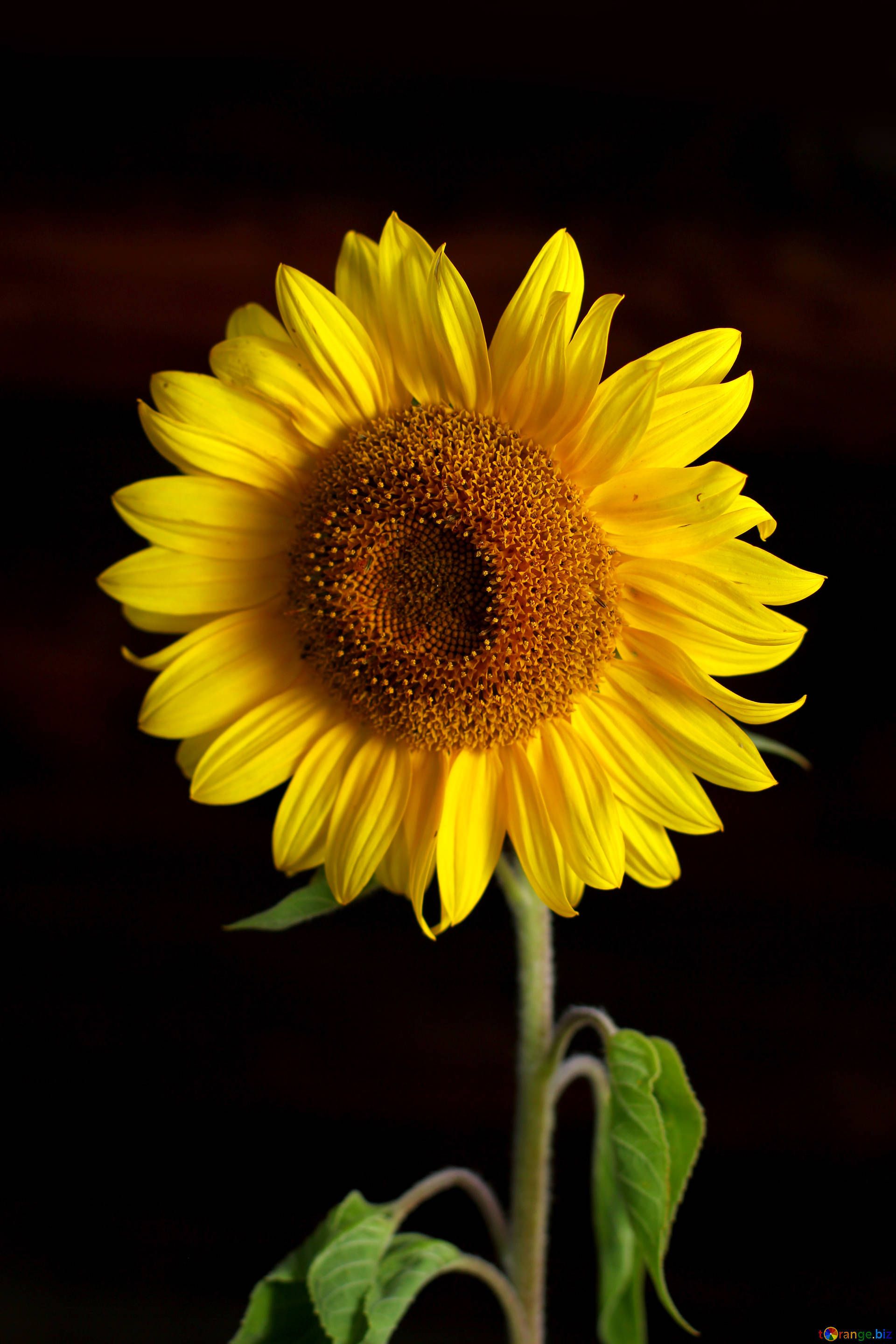 Girasole giallo su sfondo nero, 1920x2880 Verticale, Mobile