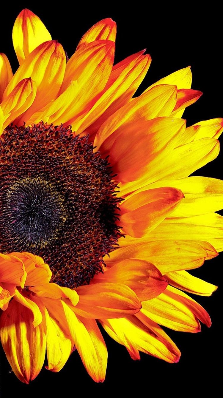 Girasole giallo su nero, 750x1334 Verticale, Mobile
