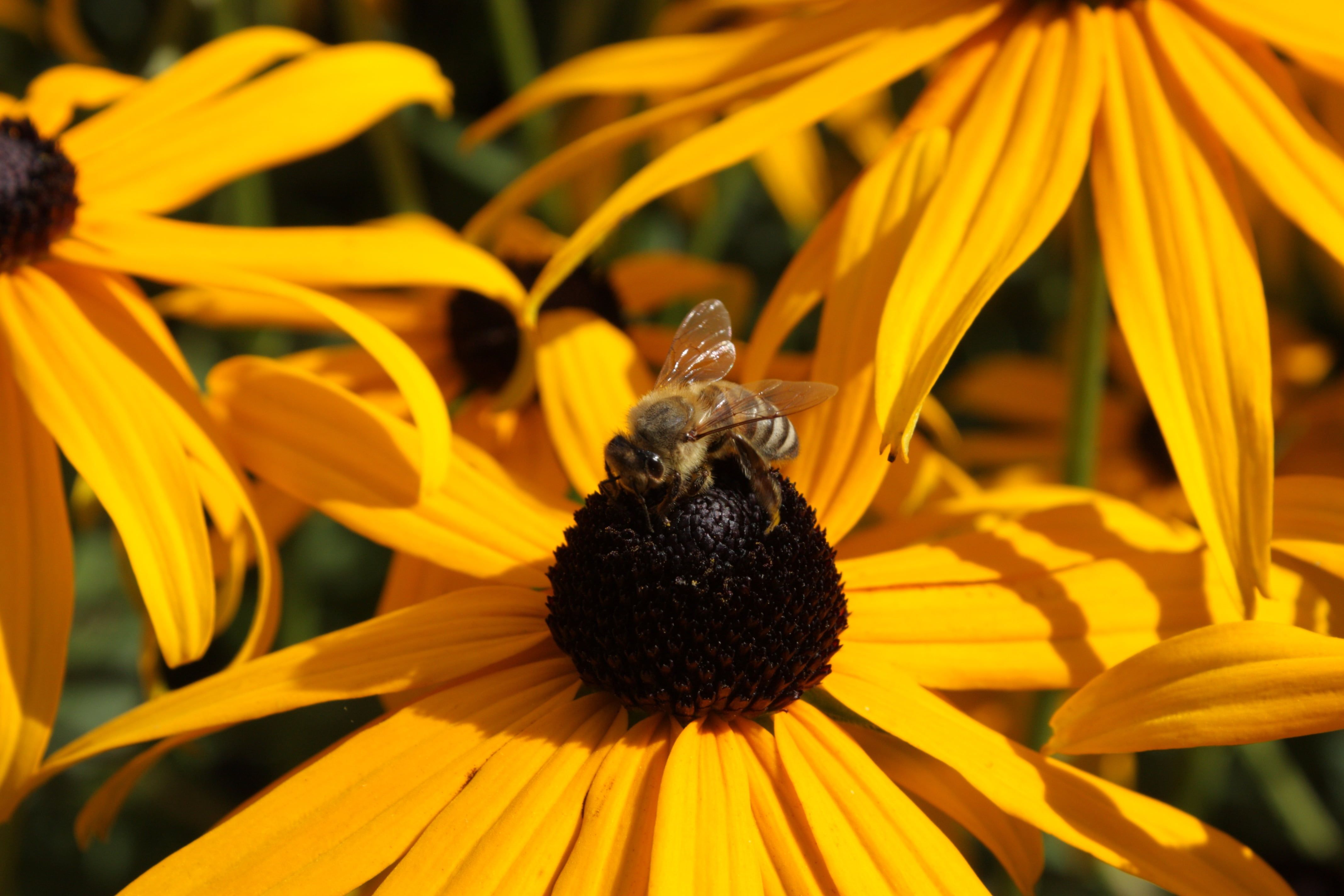 Girasoli neri con ape, 4272x2848 Ultra HD, 4K TV