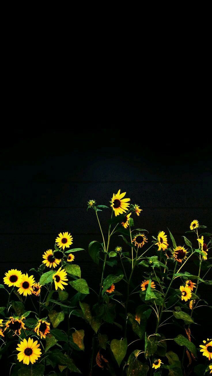 Girasoli su sfondo nero, 736x1308 Verticale, Mobile