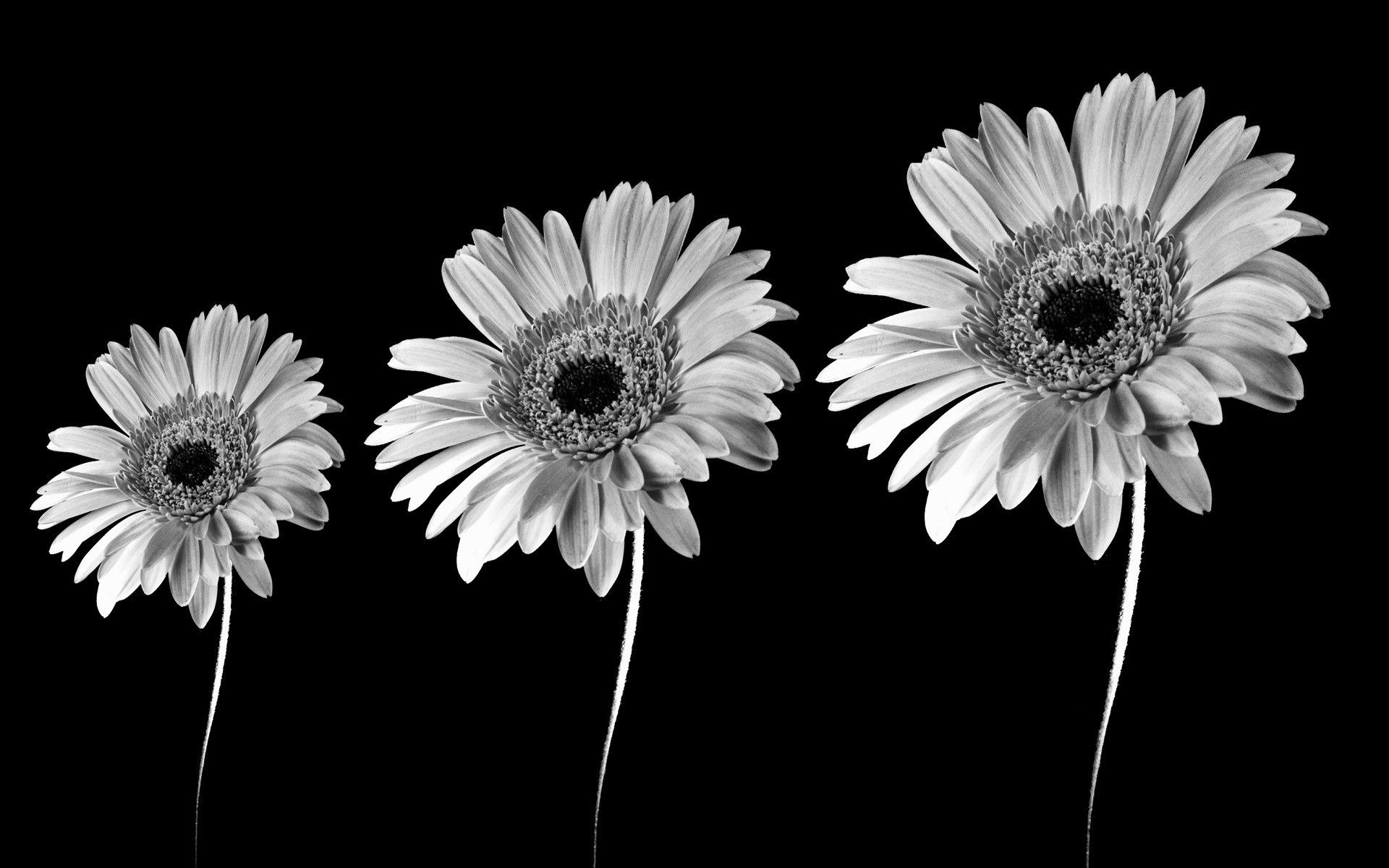 Tre margherite bianco e nero, 1920x1200 Full HD+ WUXGA, Laptop