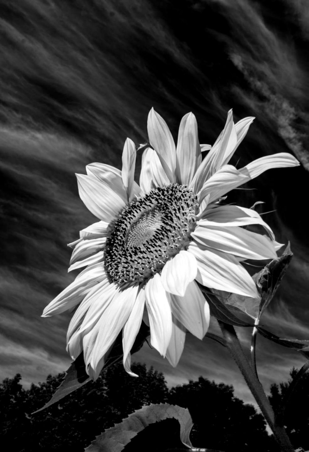 Girasole in bianco e nero, 985x1440 Full HD Verticale, iPhone