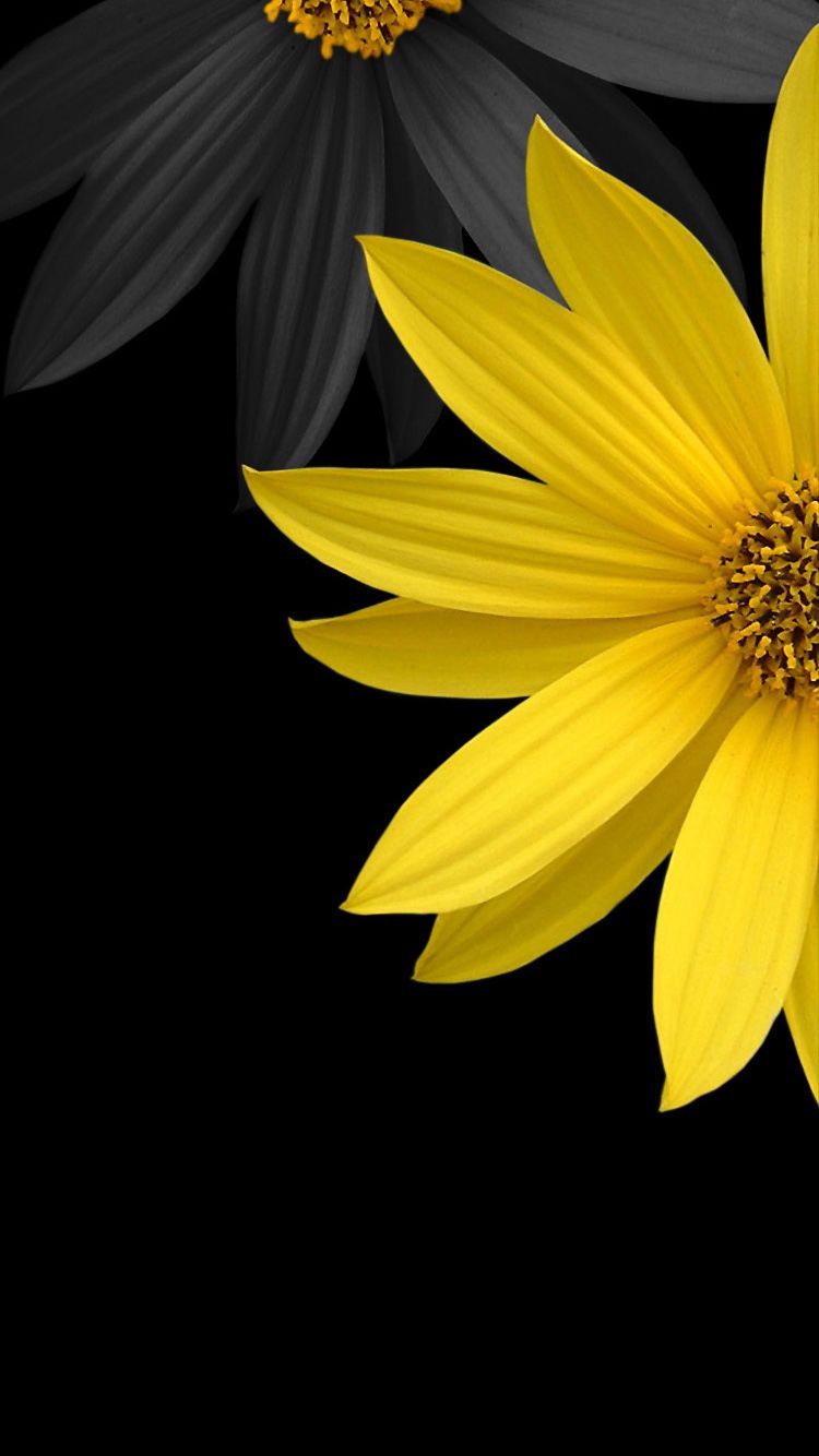 Girasole giallo e nero, 750x1334 Verticale, Telefono