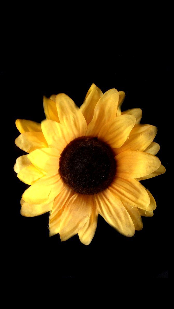 Girasole giallo su nero, 671x1191 Verticale, Android
