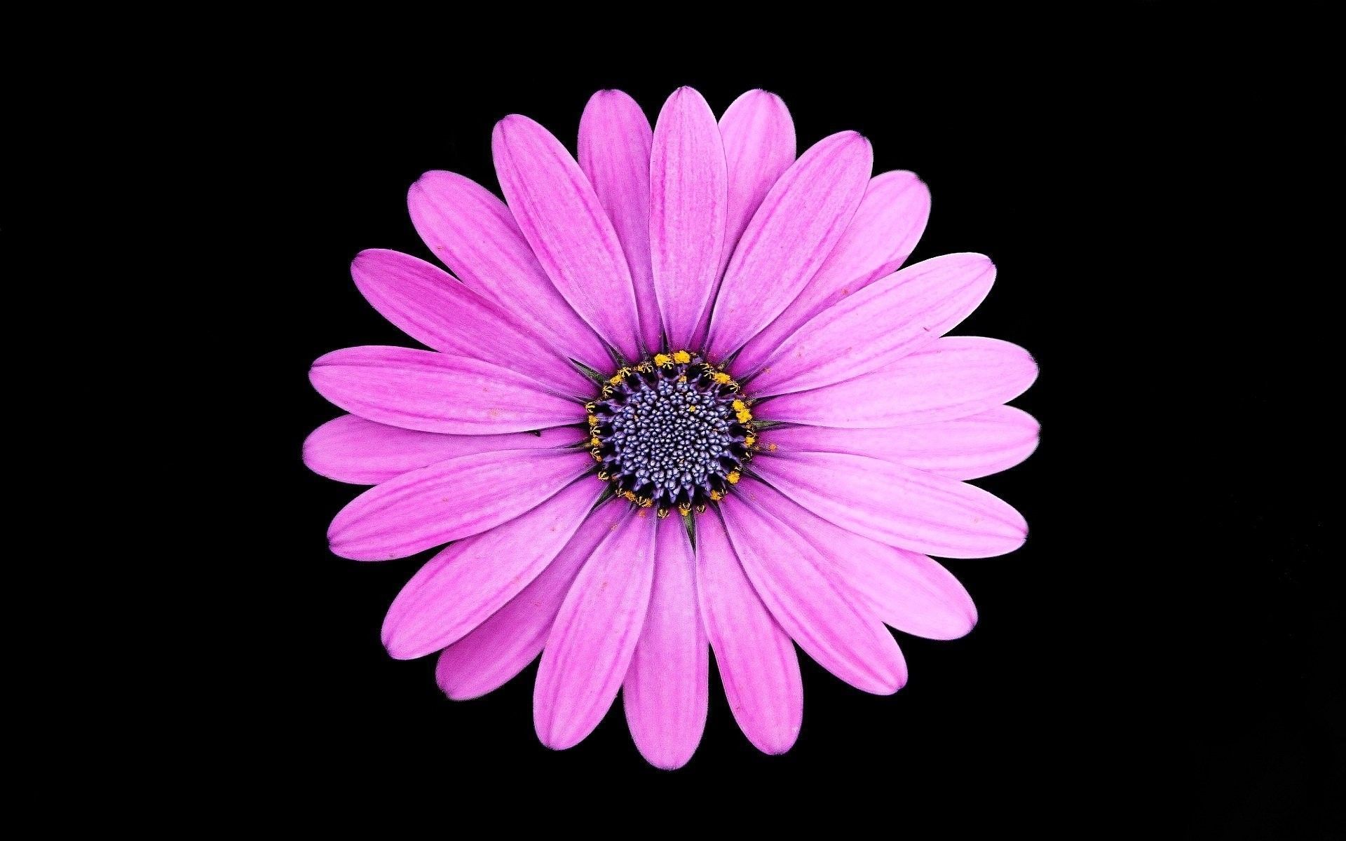 Fiore viola su sfondo nero, 1920x1200 WUXGA, PC