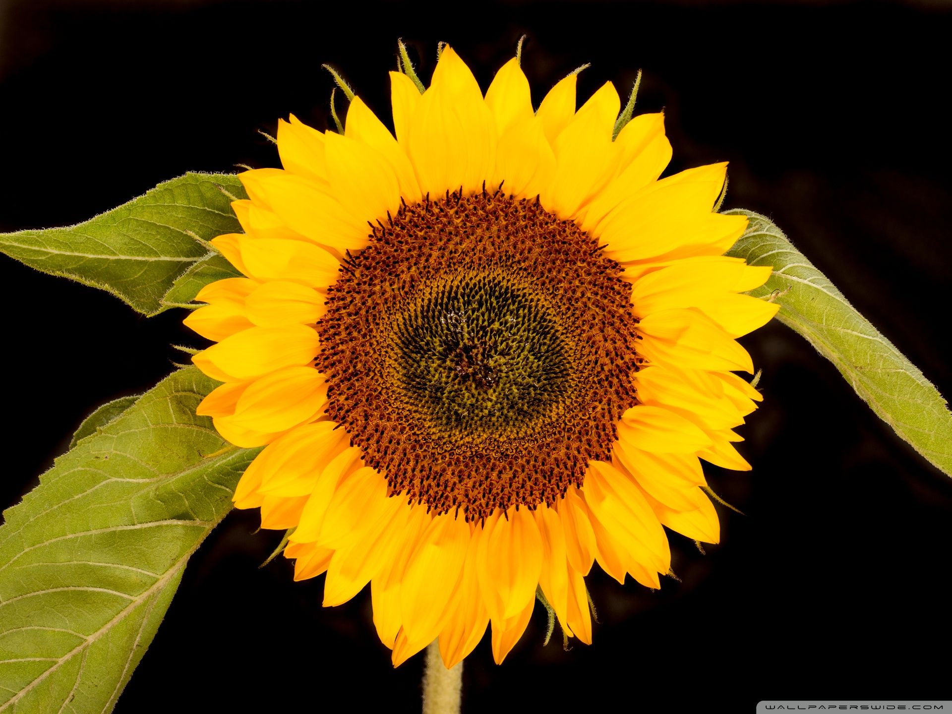 Girasole giallo sfondo nero, 1920x1440 Full HD+, Desktop