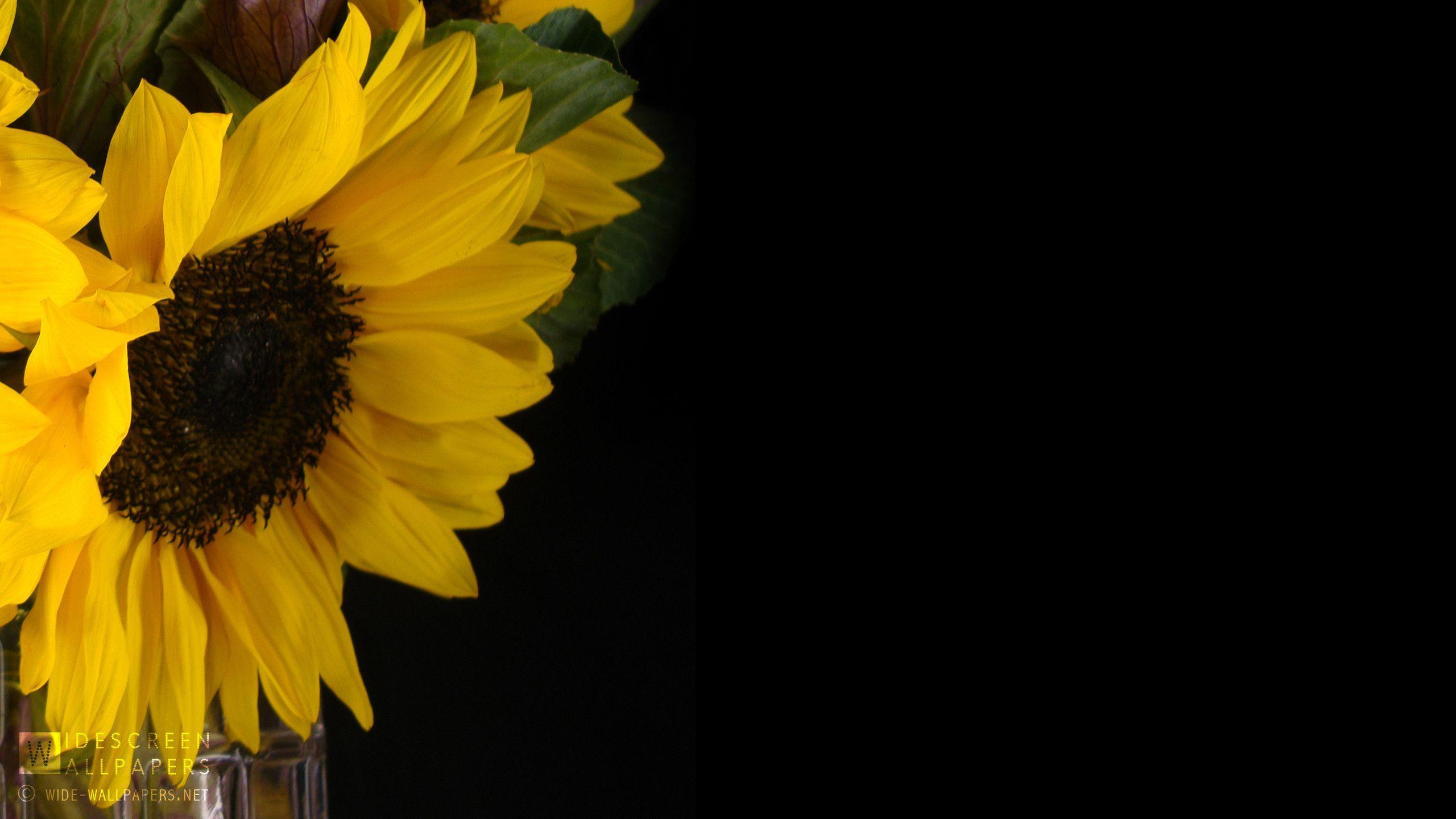 Girasole giallo sfondo scuro, 5456x3632 4K Ultra HD, Smart TV 4K