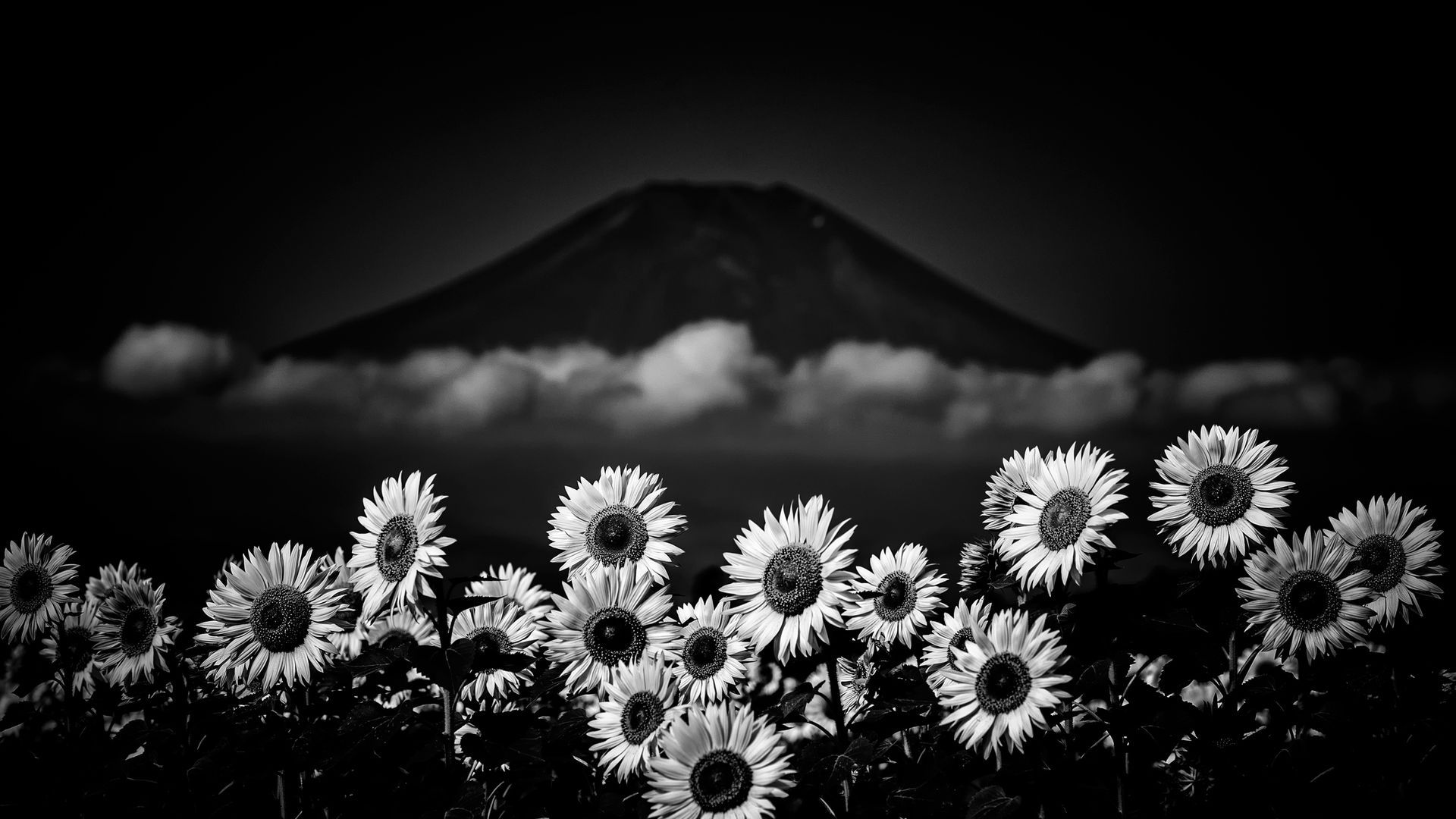 Girasoli con montagna in bianco e nero, 1920x1080 Full HD, Laptop