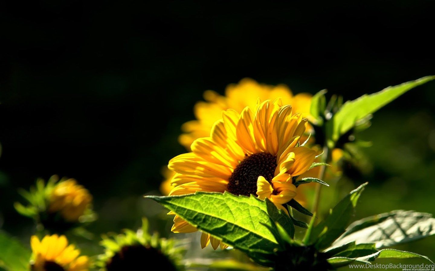 Girasoli gialli su sfondo scuro, 1440x900 720p, PC