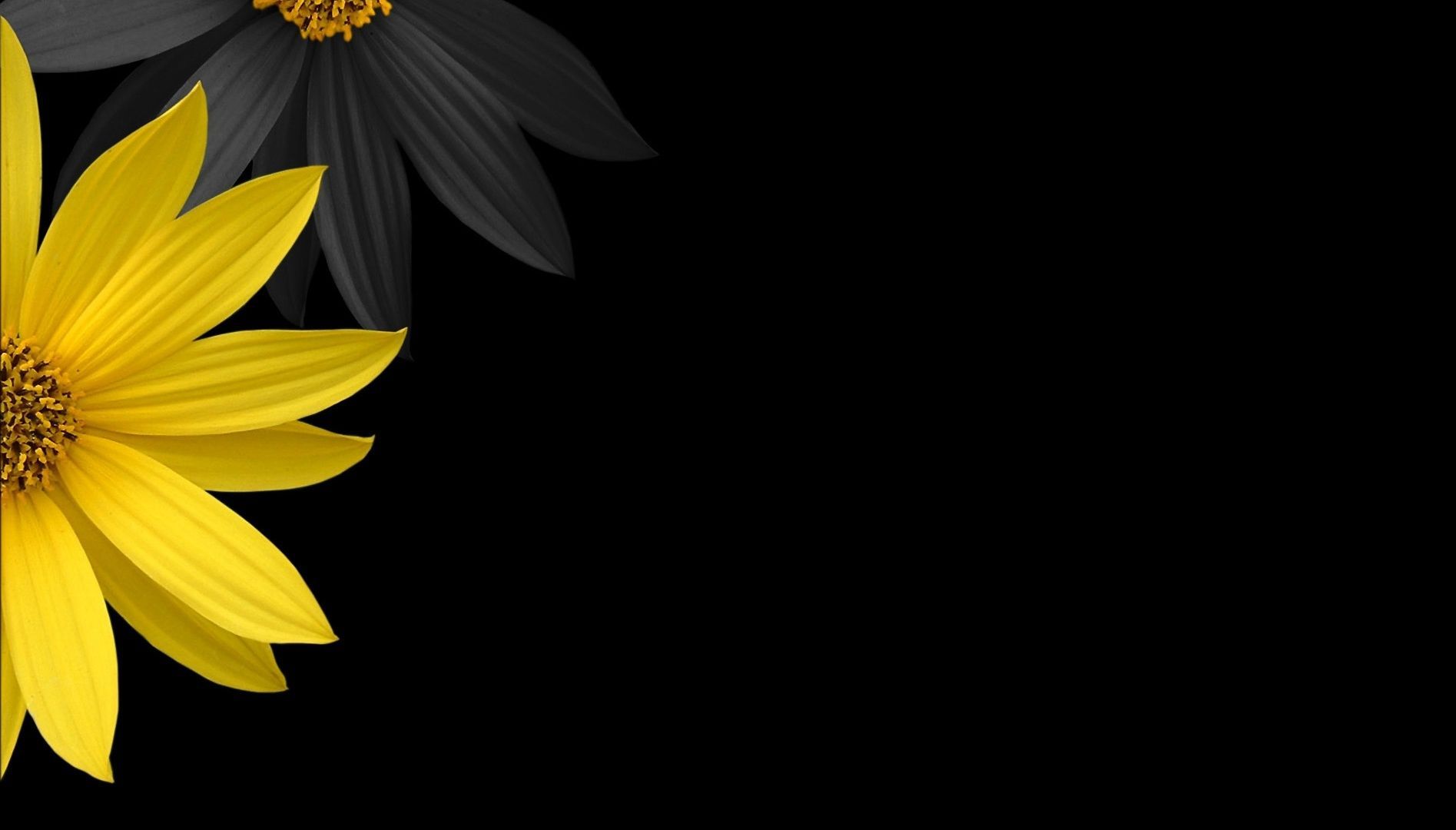 Girasole nero e giallo, 1895x1080 HD Ready, PC Desktop