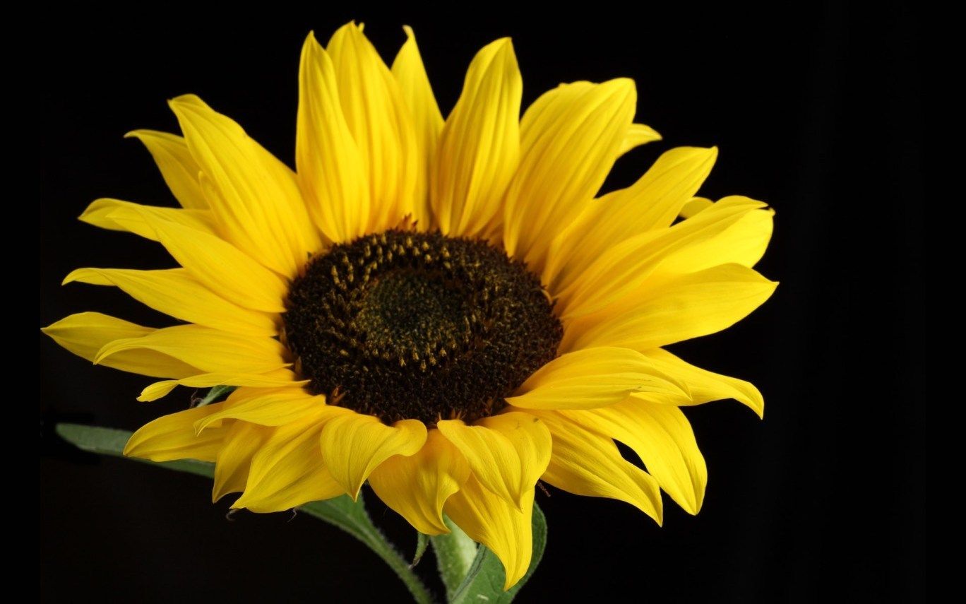 Girasole giallo su nero, 1368x855 HD, Desktop