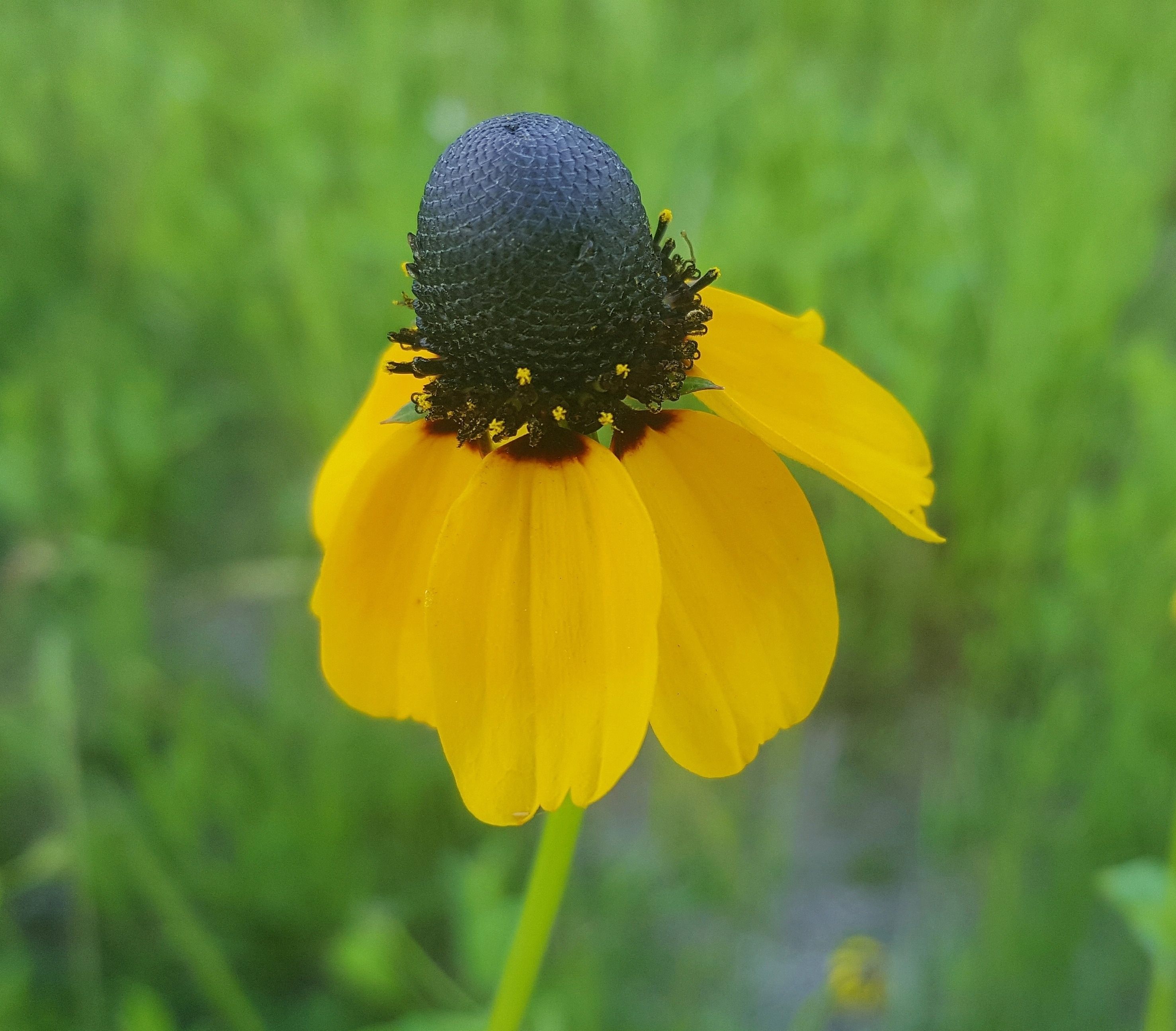Fiore giallo con centro nero, 2954x2590 2K+, Desktop