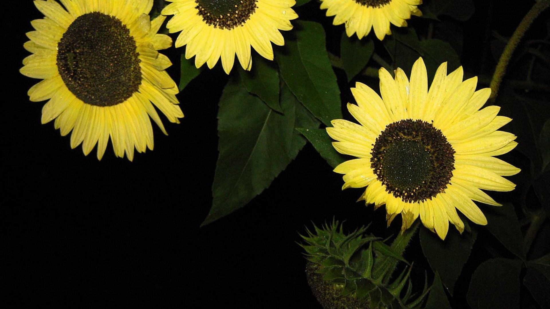 Girasole Nero, 719x1280 Verticale, Mobile