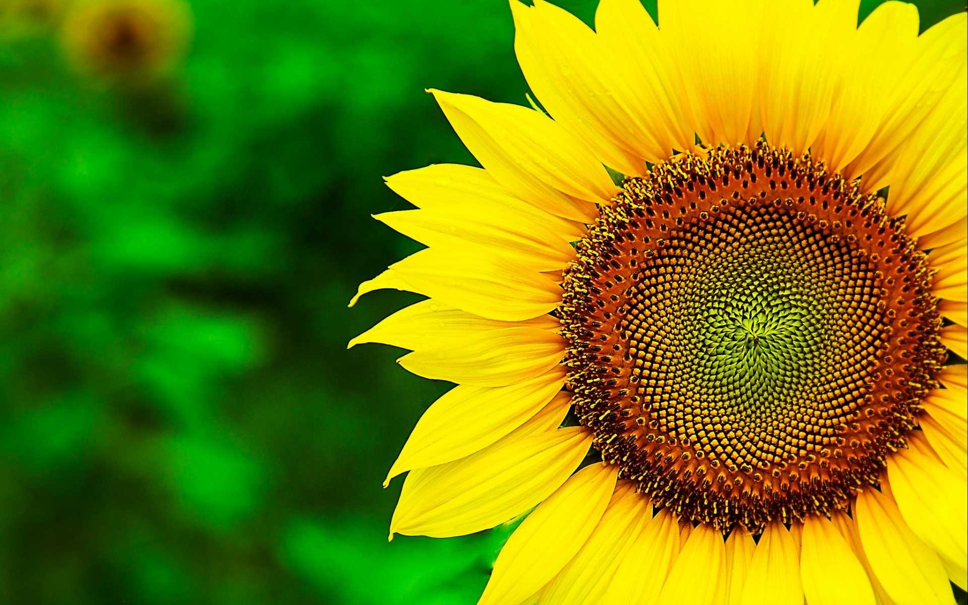 Girasole giallo su verde, 1920x1200 WUXGA, Desktop