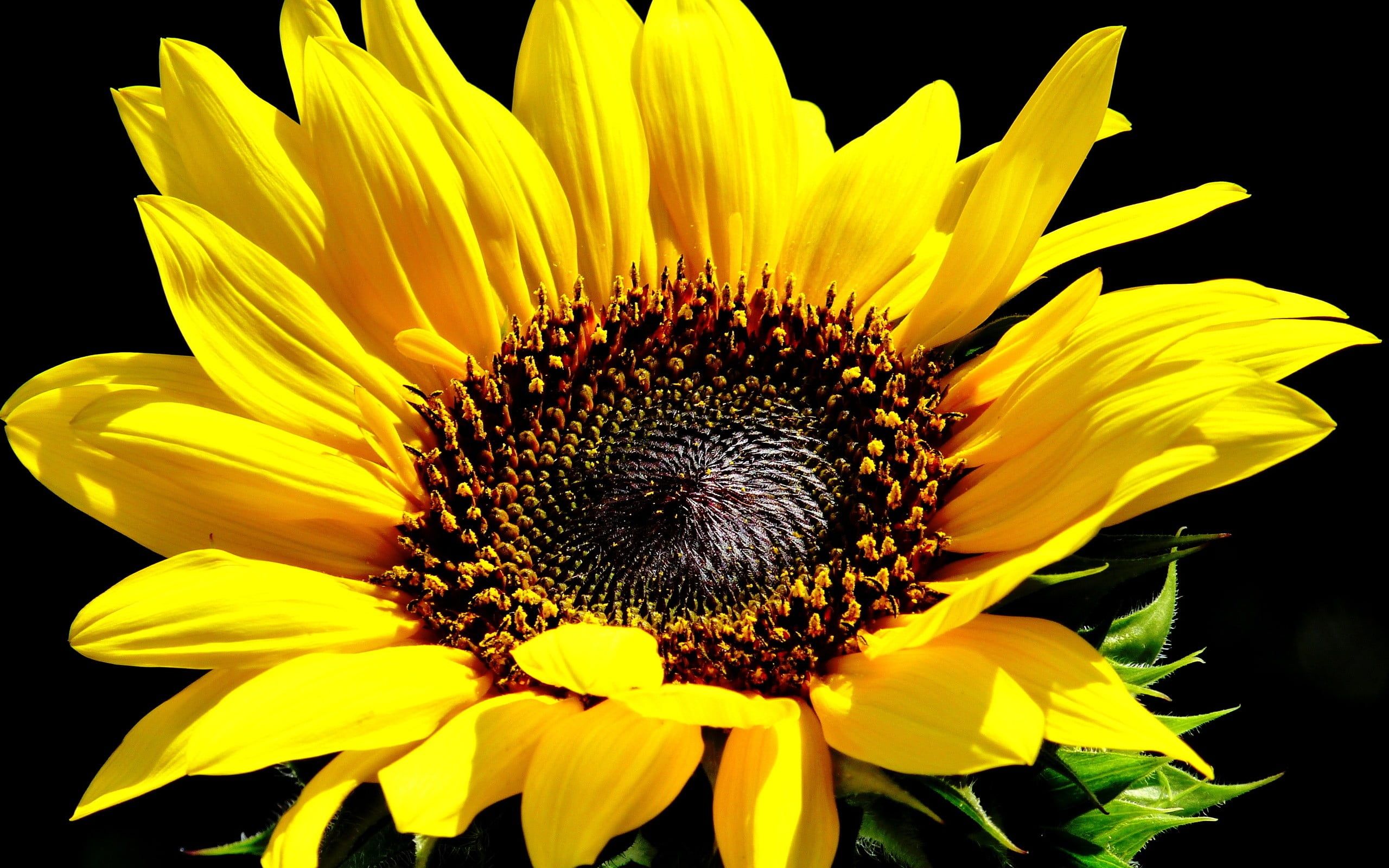 Girasoli gialli su sfondo nero, 1280x1065 720p, PC