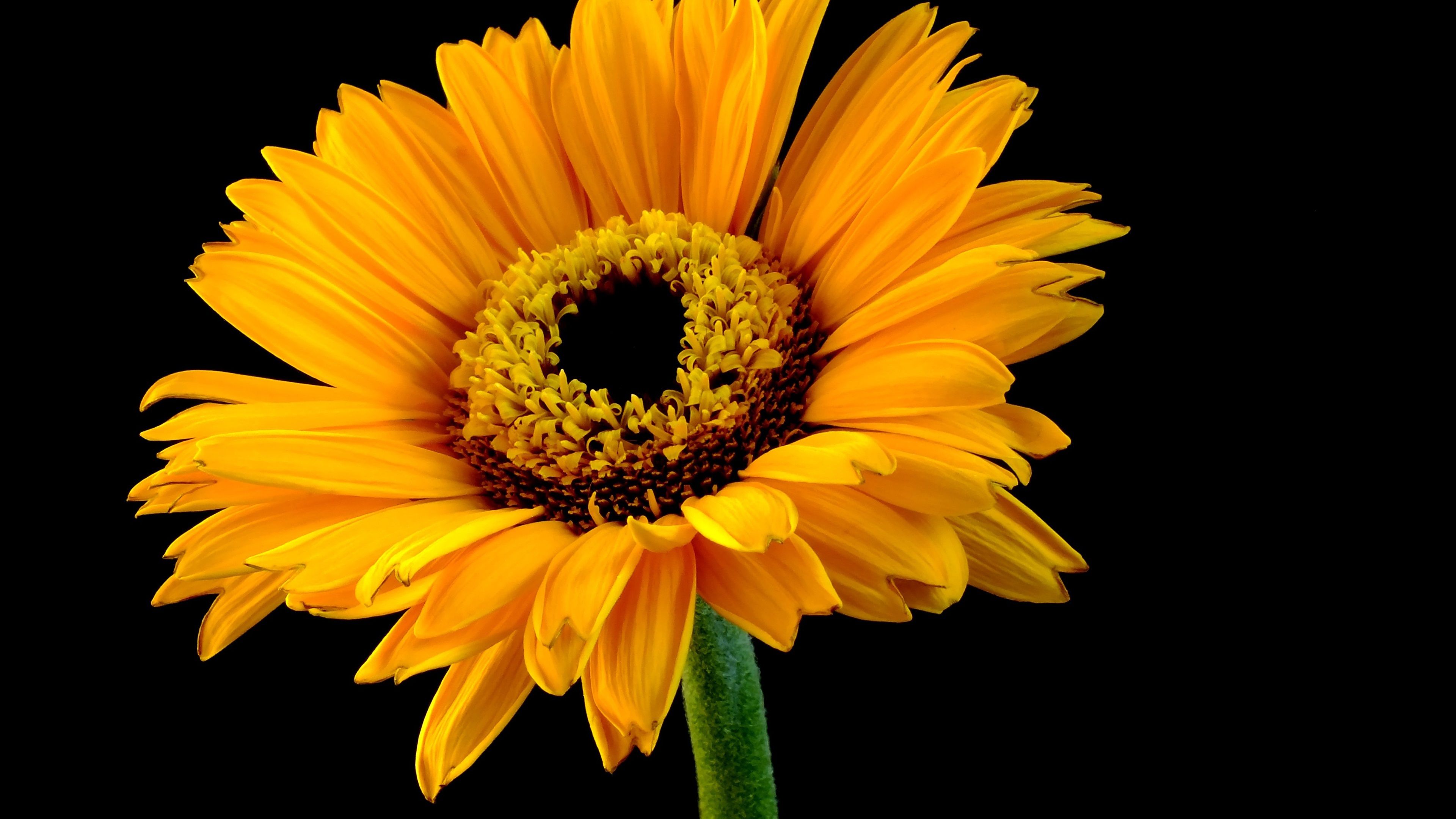 Girasole giallo su sfondo nero, 3840x2160 Ultra HD, 4K TV