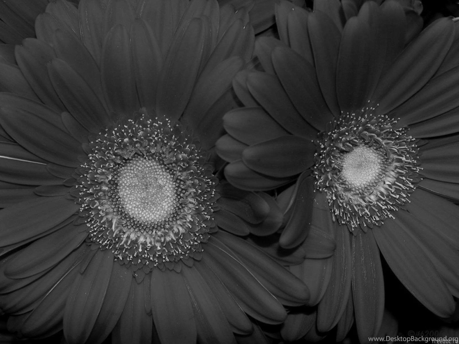 Girasoli bianco e nero pattern, 1500x1600 Full HD Verticale, Smartphone
