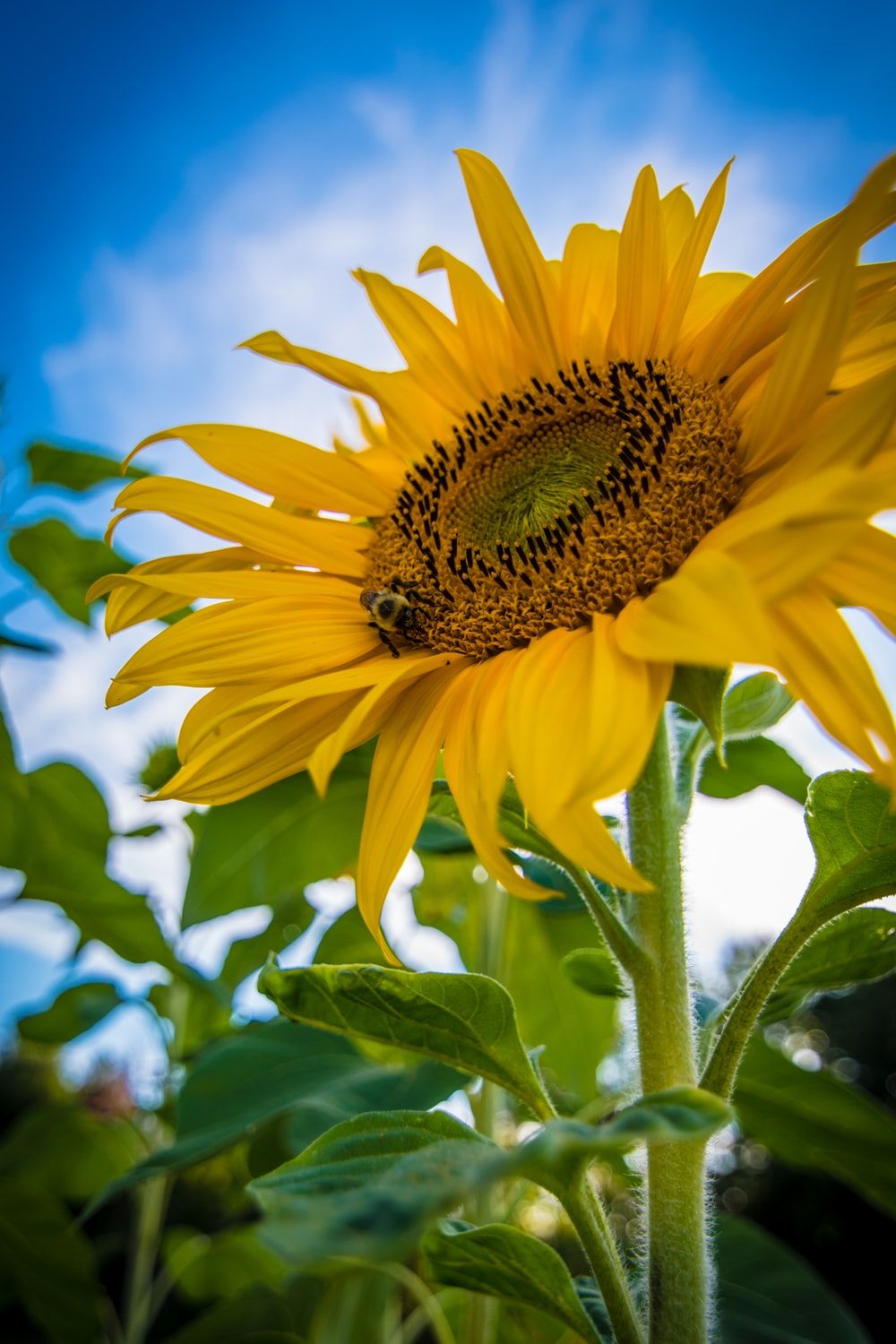 di Girasoli HD, 1000x1500 Full HD Verticale, Smartphone