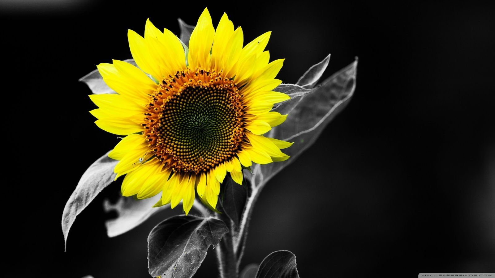 Girasole giallo su sfondo nero, 1600x900 900p, iMac