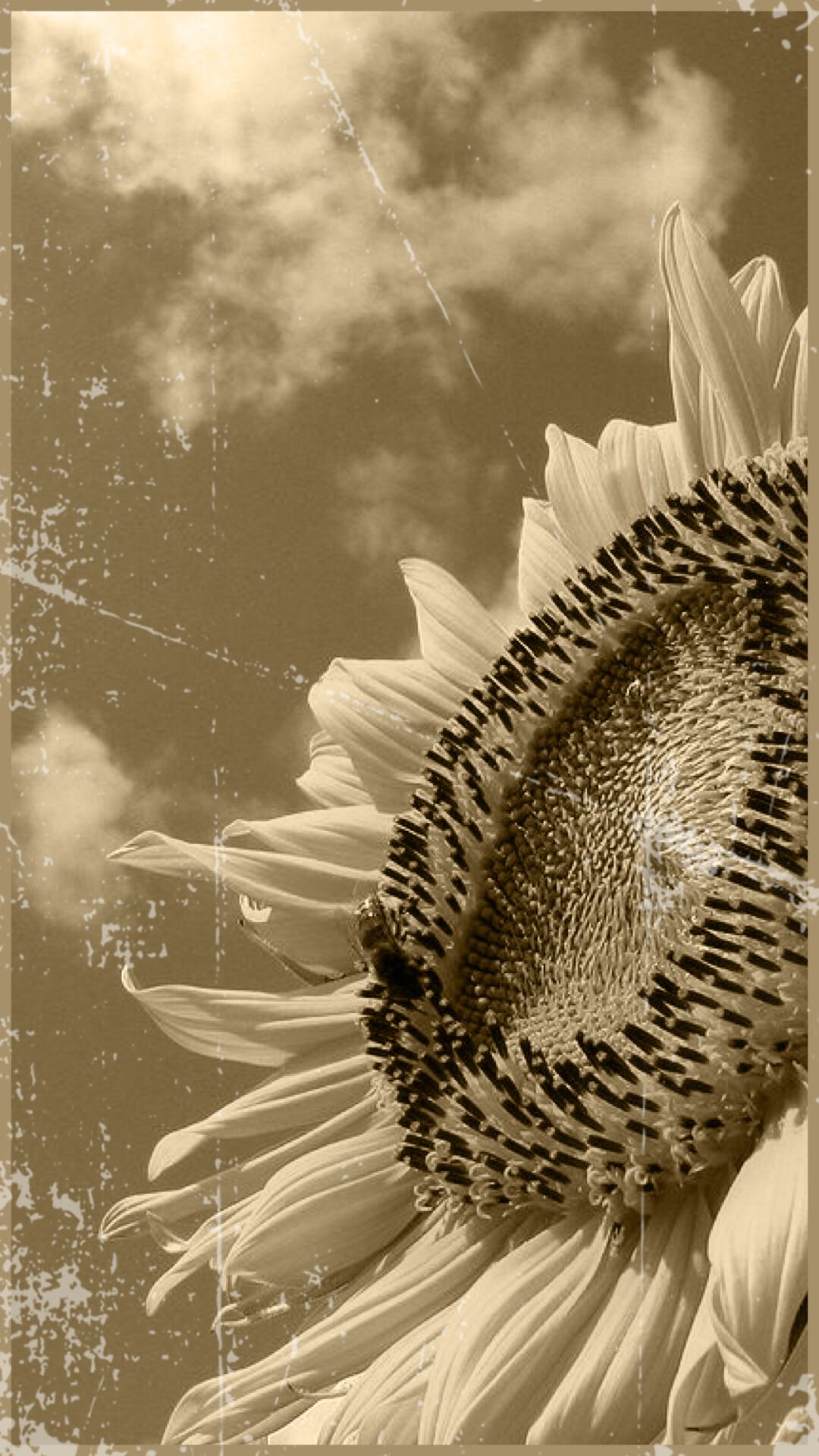 Girasole giallo sfondo nero, 2560x1440 1440p, Desktop