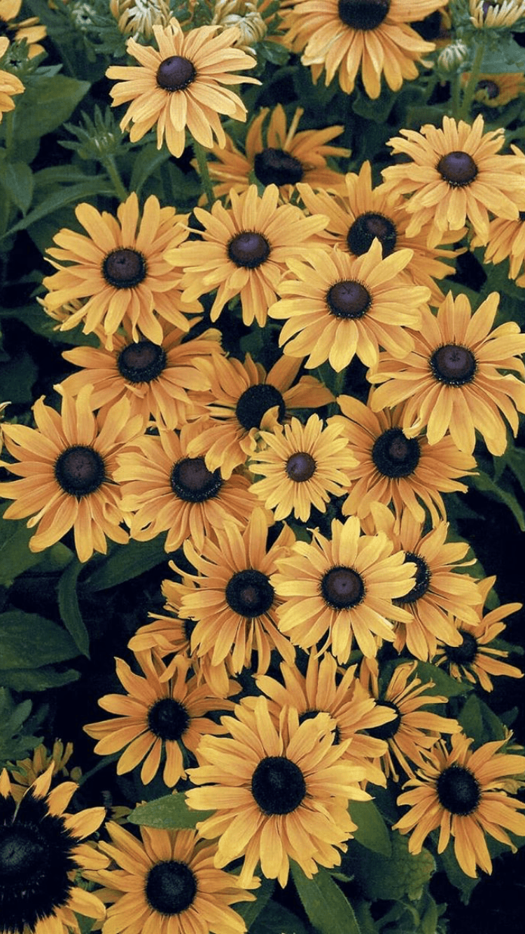 Girasole giallo su nero, 2560x1600 2K, Laptop