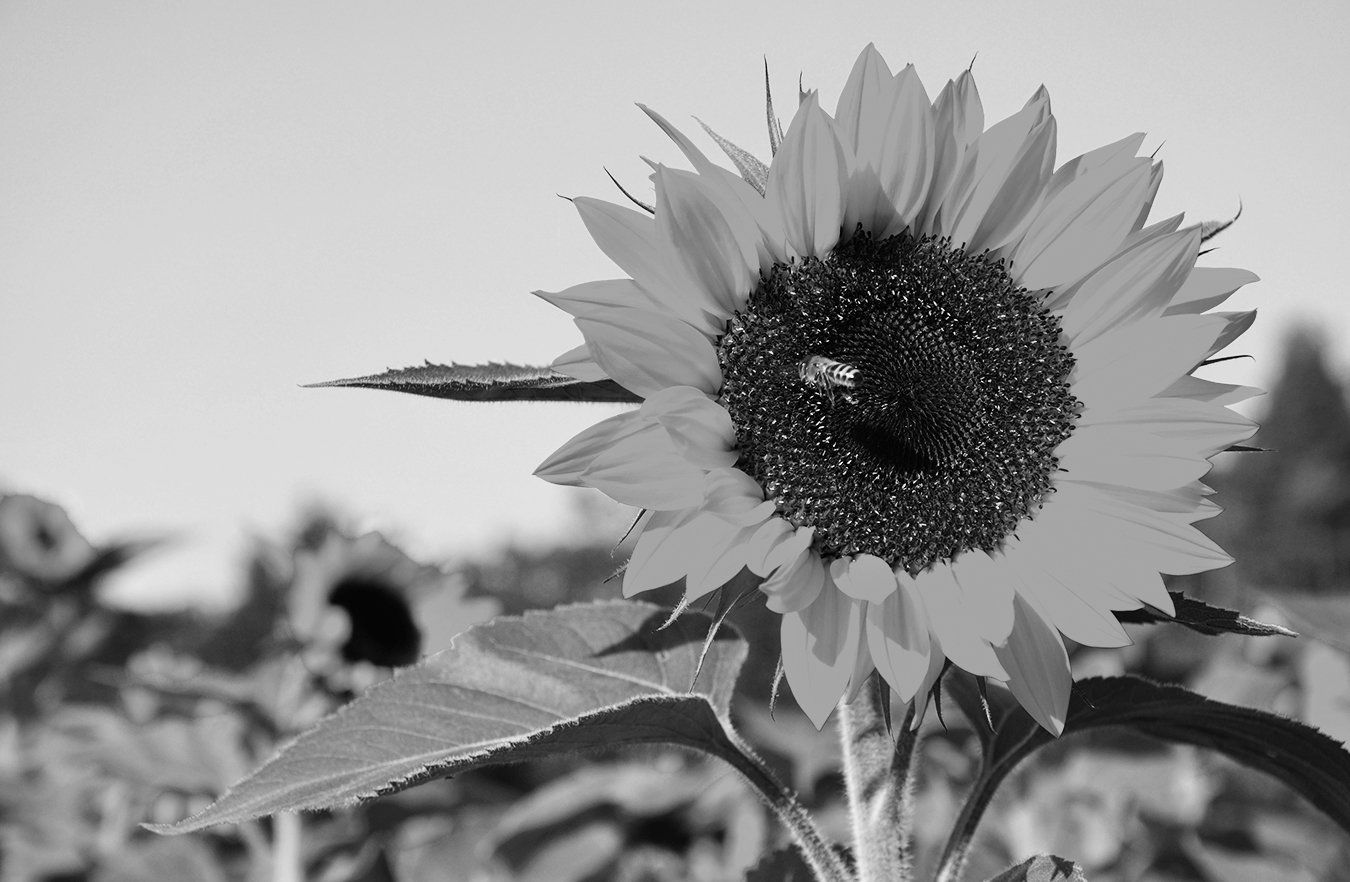 Girasole Nero, 1000x1500 Verticale, Telefono