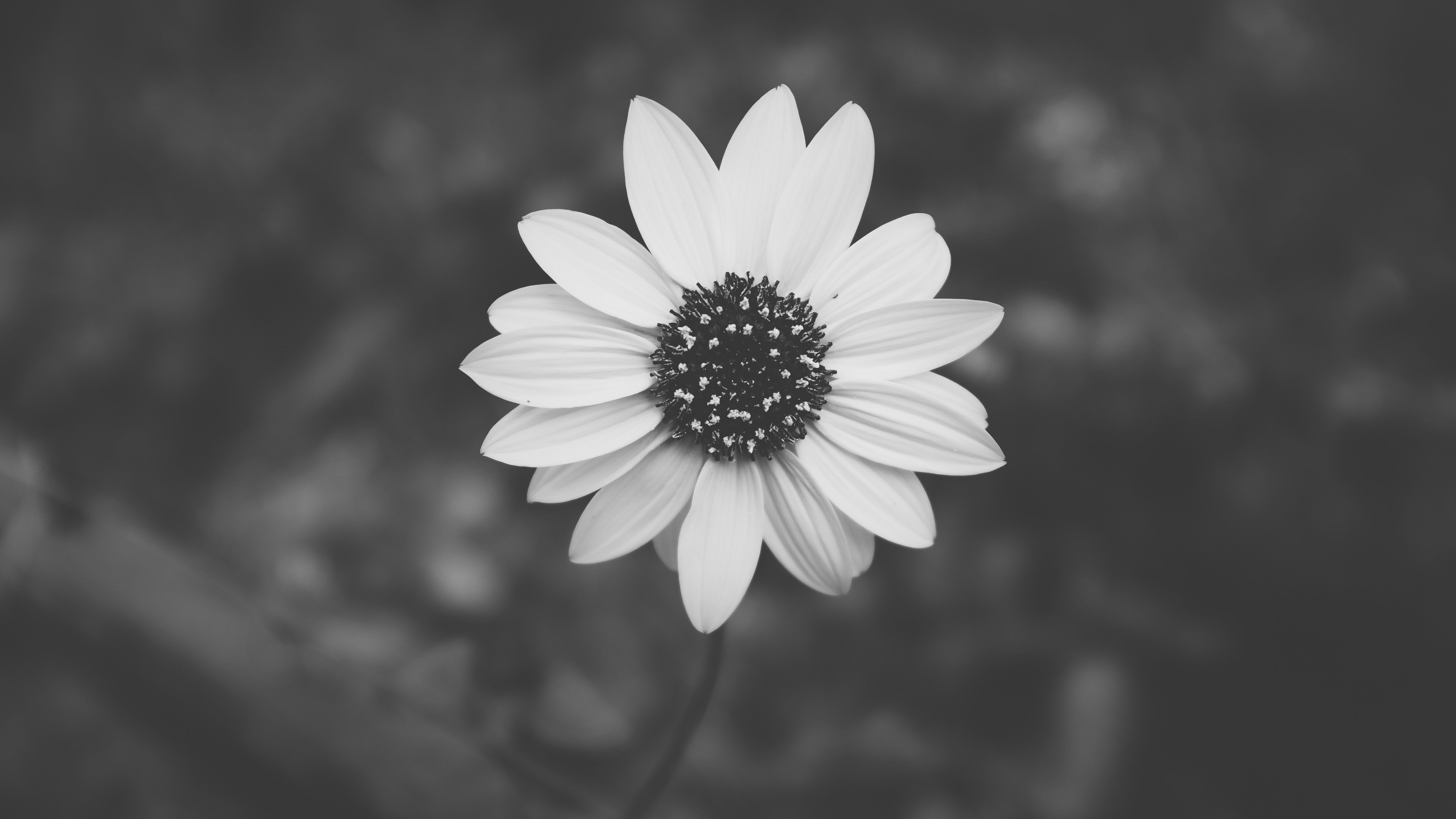 Girasoli neri gialli, 750x1334 Full HD Verticale, iPhone