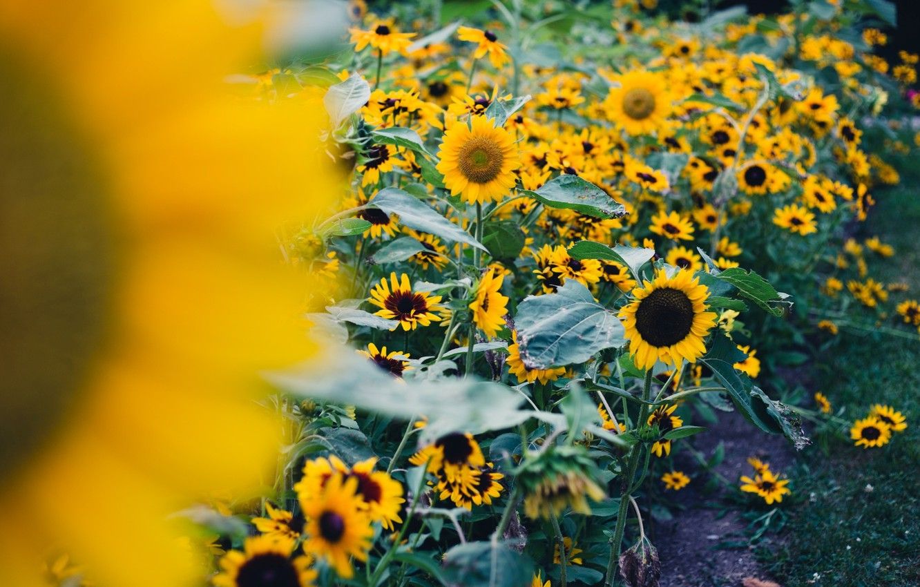Girasoli gialli dipinti, 1920x1200 WUXGA, Desktop