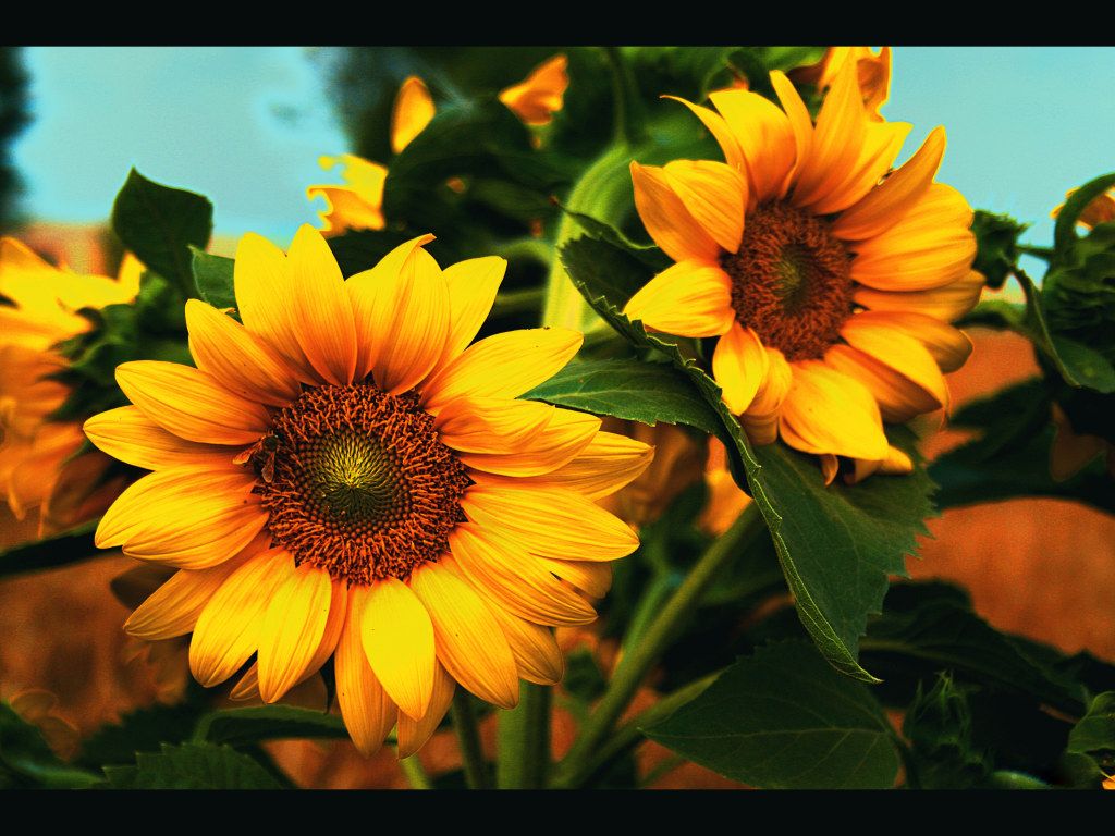 Girasoli gialli sfondo nero, 1920x1080 1080p, Desktop