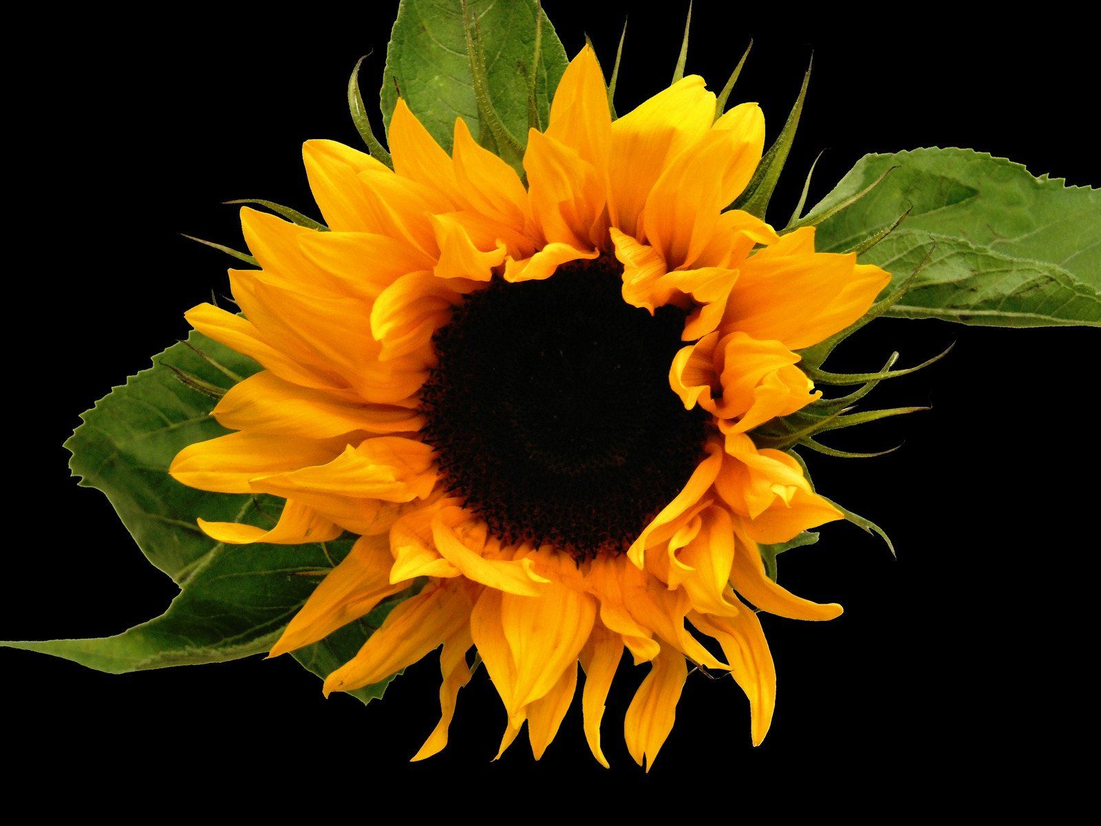 Campioni carta da parati floreale nero-bianco, 1549x1007 720p, PC