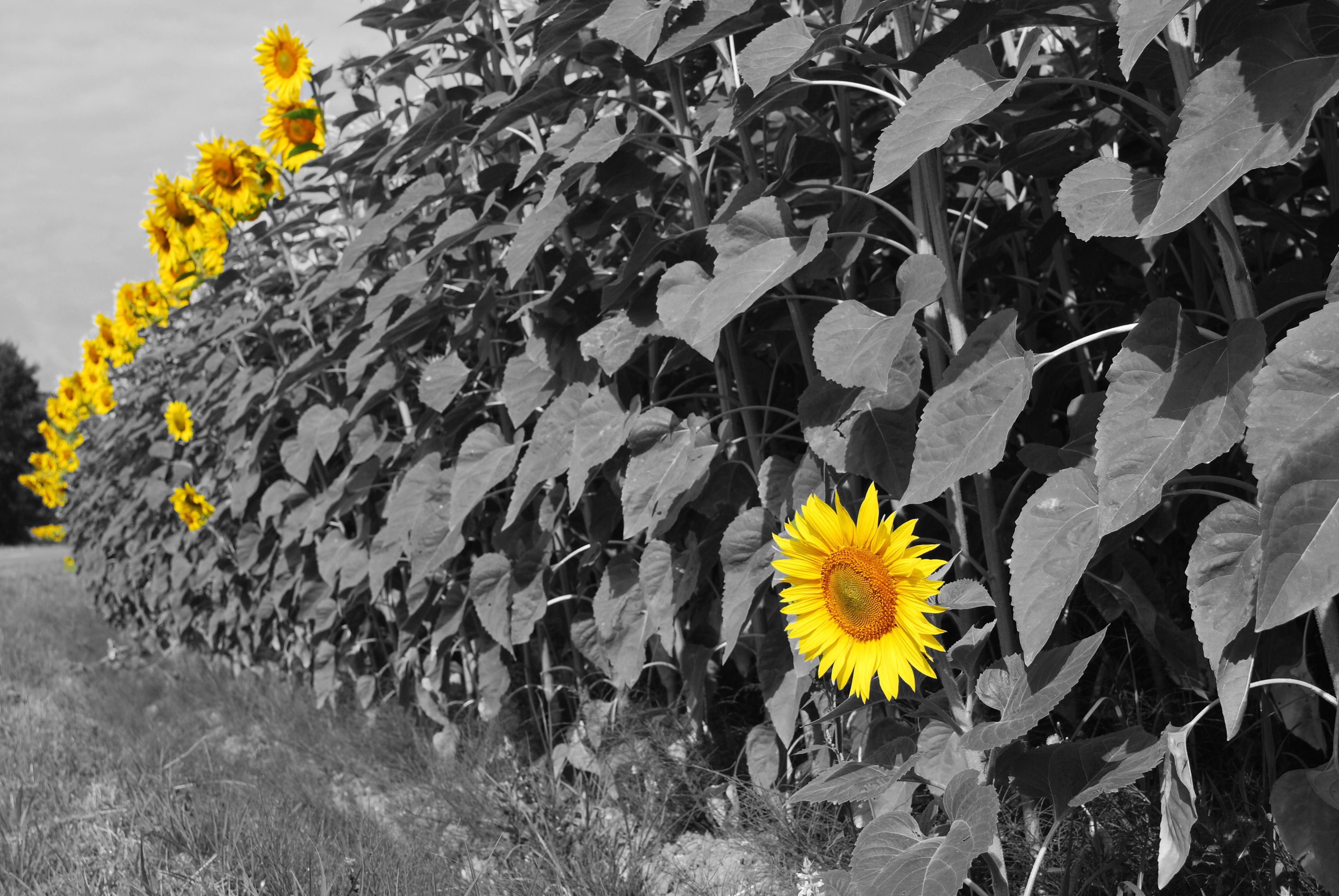 Campo di girasoli gialli, 1332x850 HD, ROG Asus Laptop