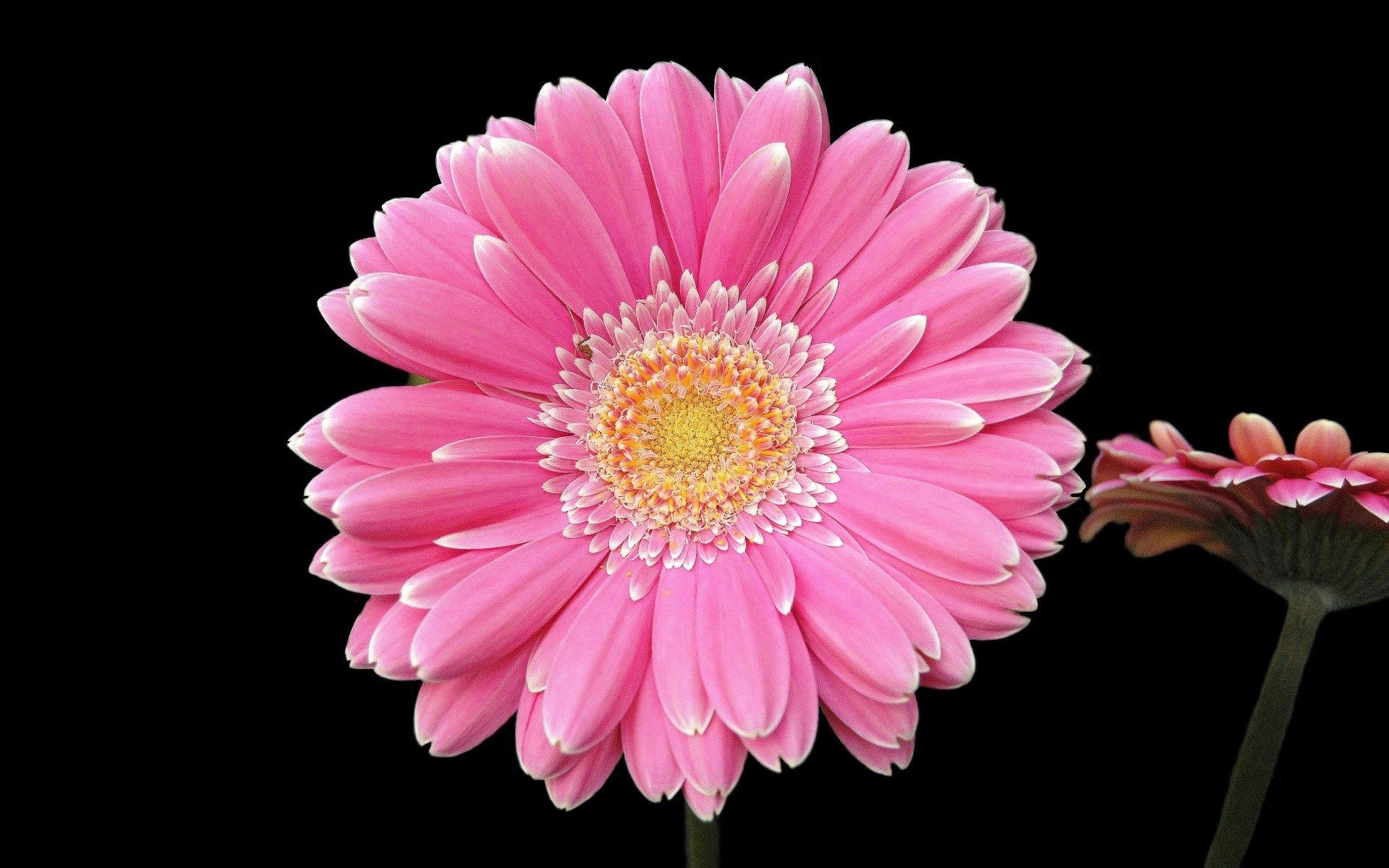 Margherite bianche sfondo scuro, 1366x2428 Full HD Verticale, Smartphone