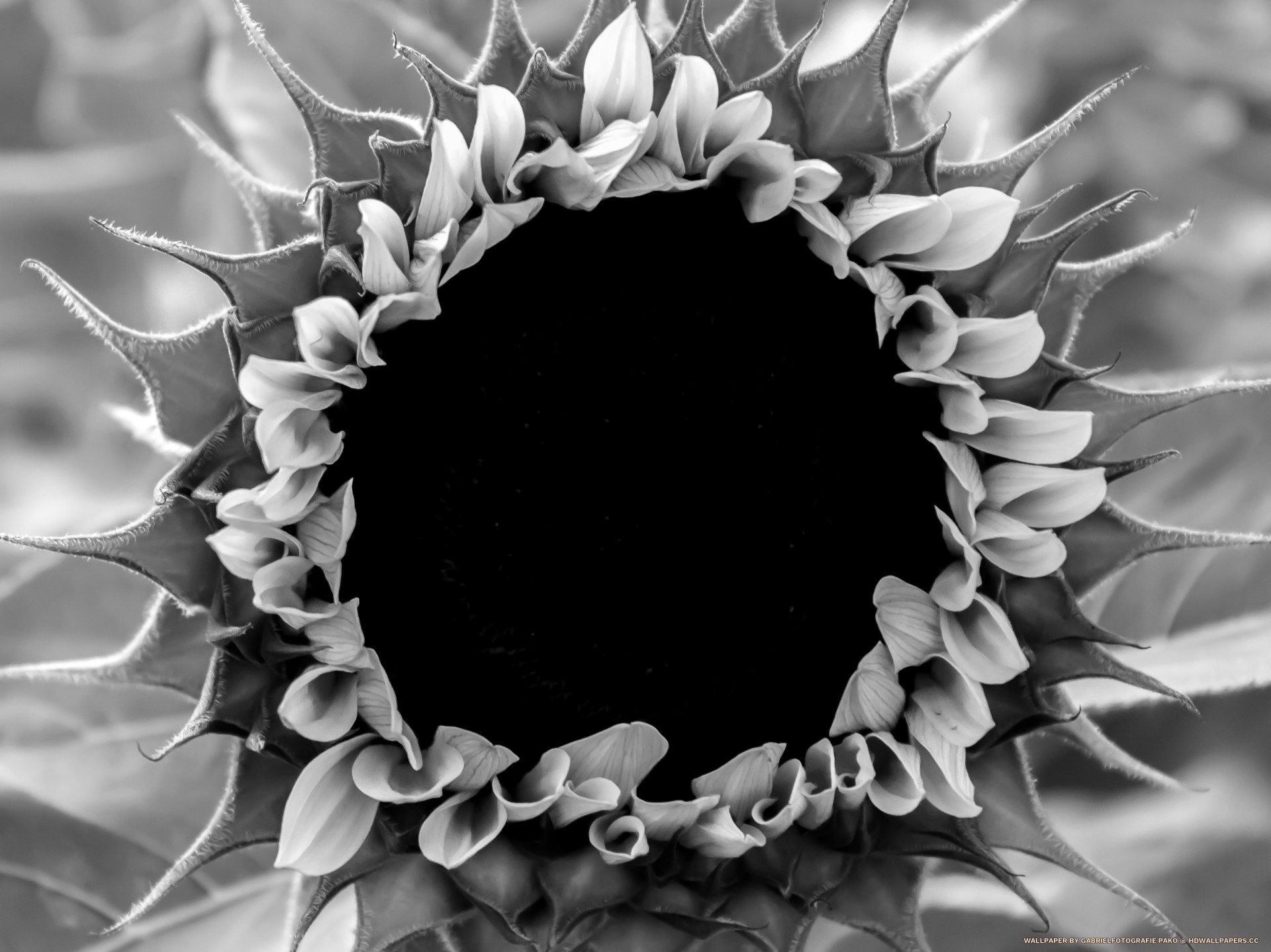 Girasole giallo su sfondo nero, 1600x1200 HD Ready, Desktop