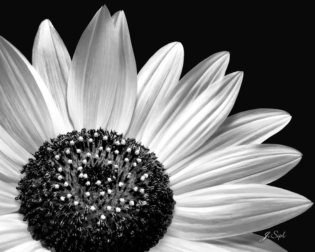 Girasole bianco e nero primo piano, 1024x819 HD, Desktop