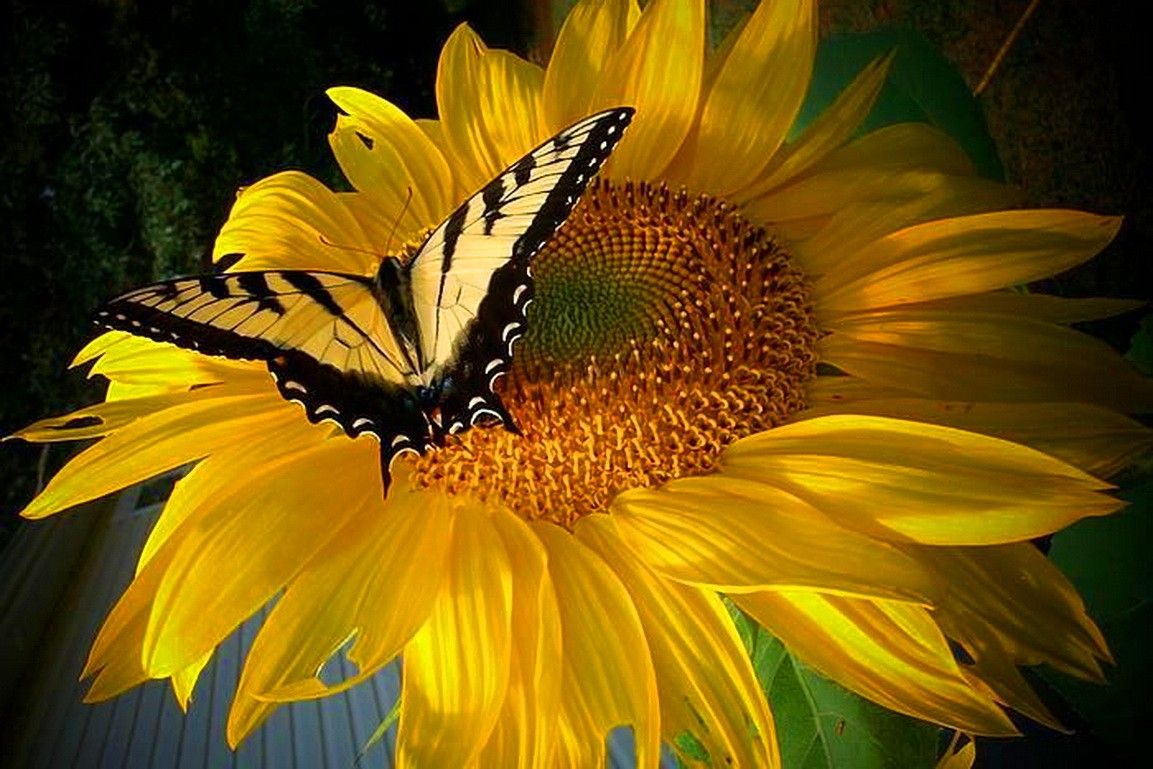 Gerbera rosa su nero, 1920x1200 WUXGA, Desktop