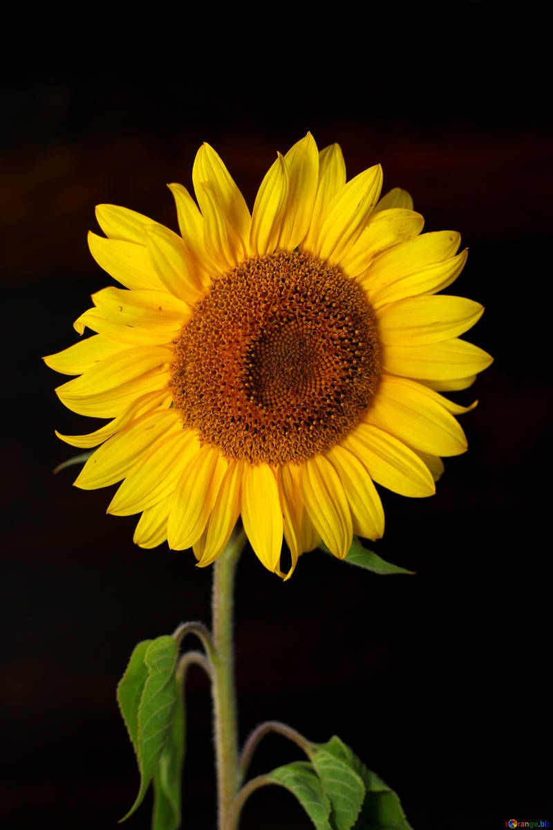 Girasole giallo su sfondo nero, 800x1200 Verticale, Telefono