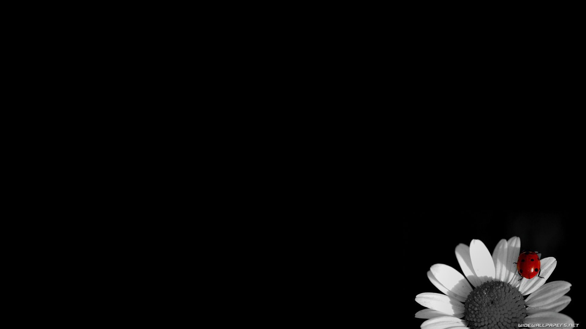 Girasole nero e bianco macro, 1920x1439 Full HD+ WUXGA, iMac