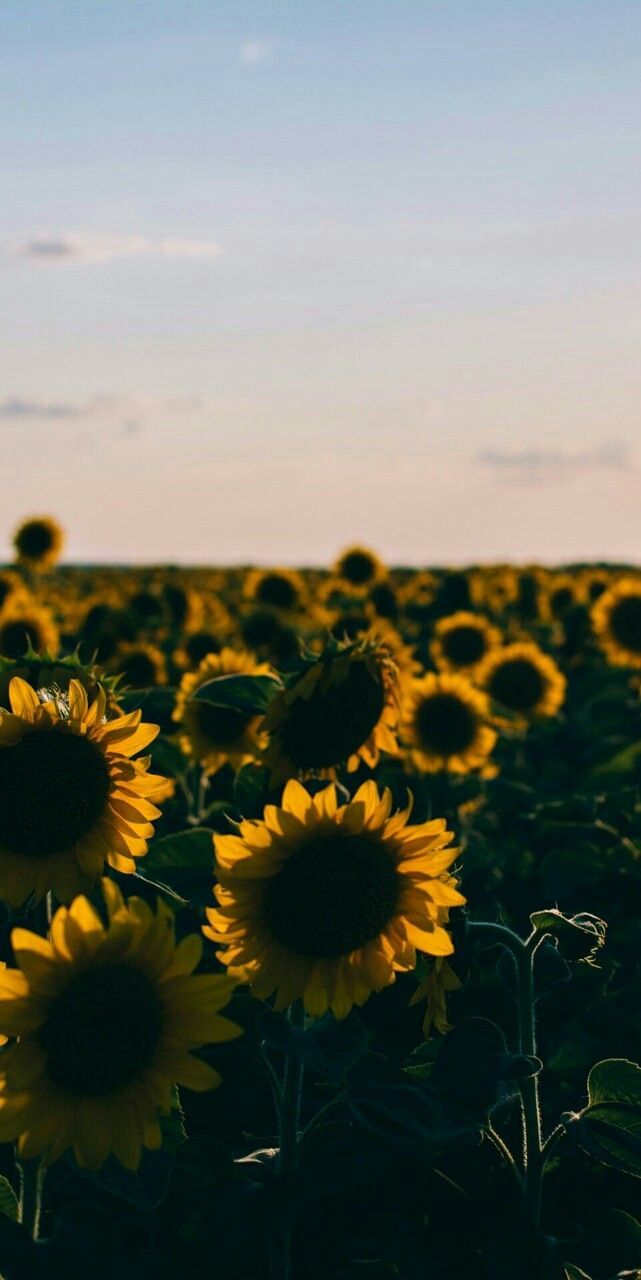 Campo di girasoli al tramonto, 641x1280 Verticale, Telefono