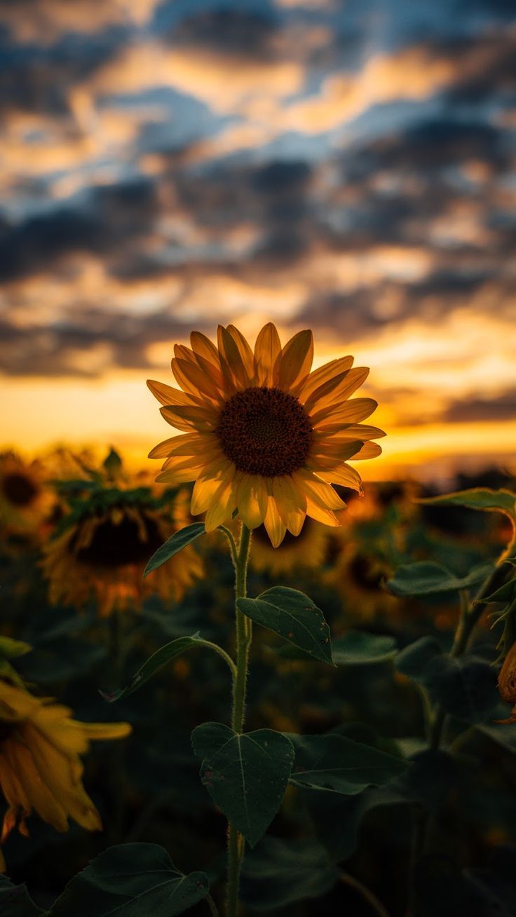 di Girasoli HD, 736x1308 Verticale, Mobile
