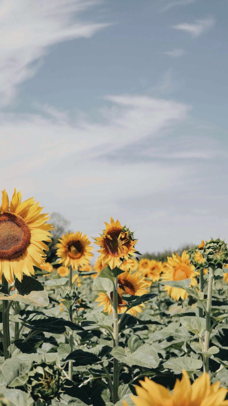 Campo di girasoli, 750x1334 Full HD Verticale, iPhone