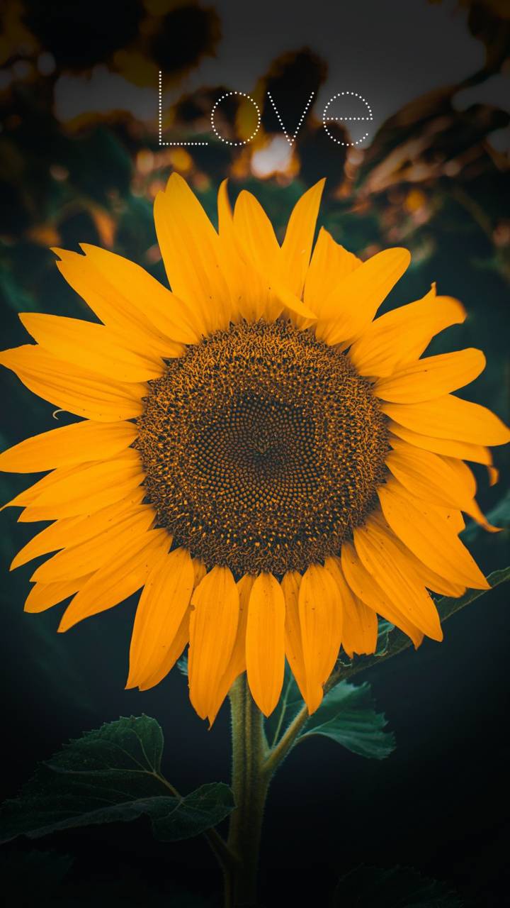 Girasole giallo su sfondo scuro, 720x1280 Verticale, Mobile