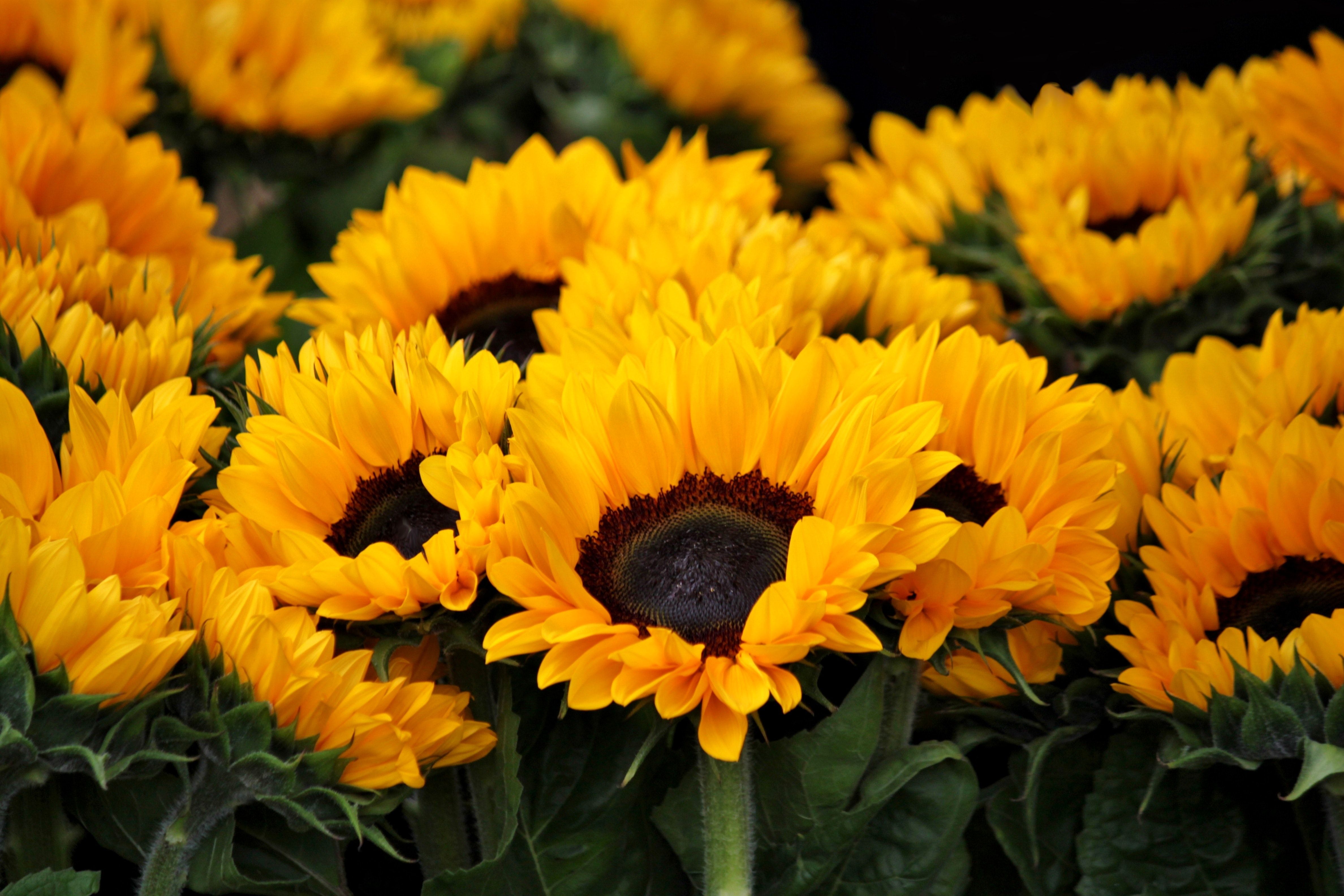 Girasoli gialli in fiore, 4752x3168 4K, Desktop 4K